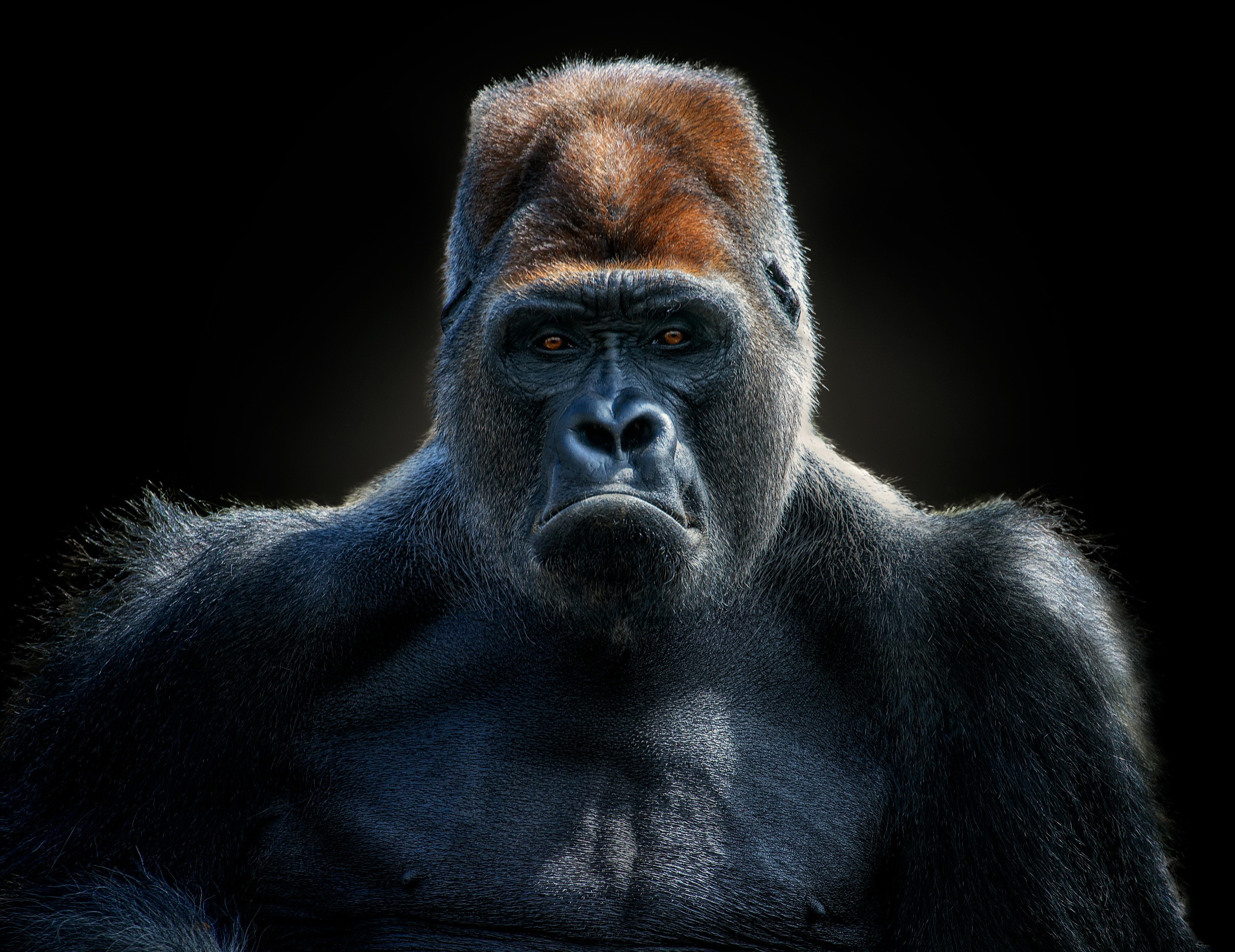 Gorilla Tag, HD wallpaper | Peakpx