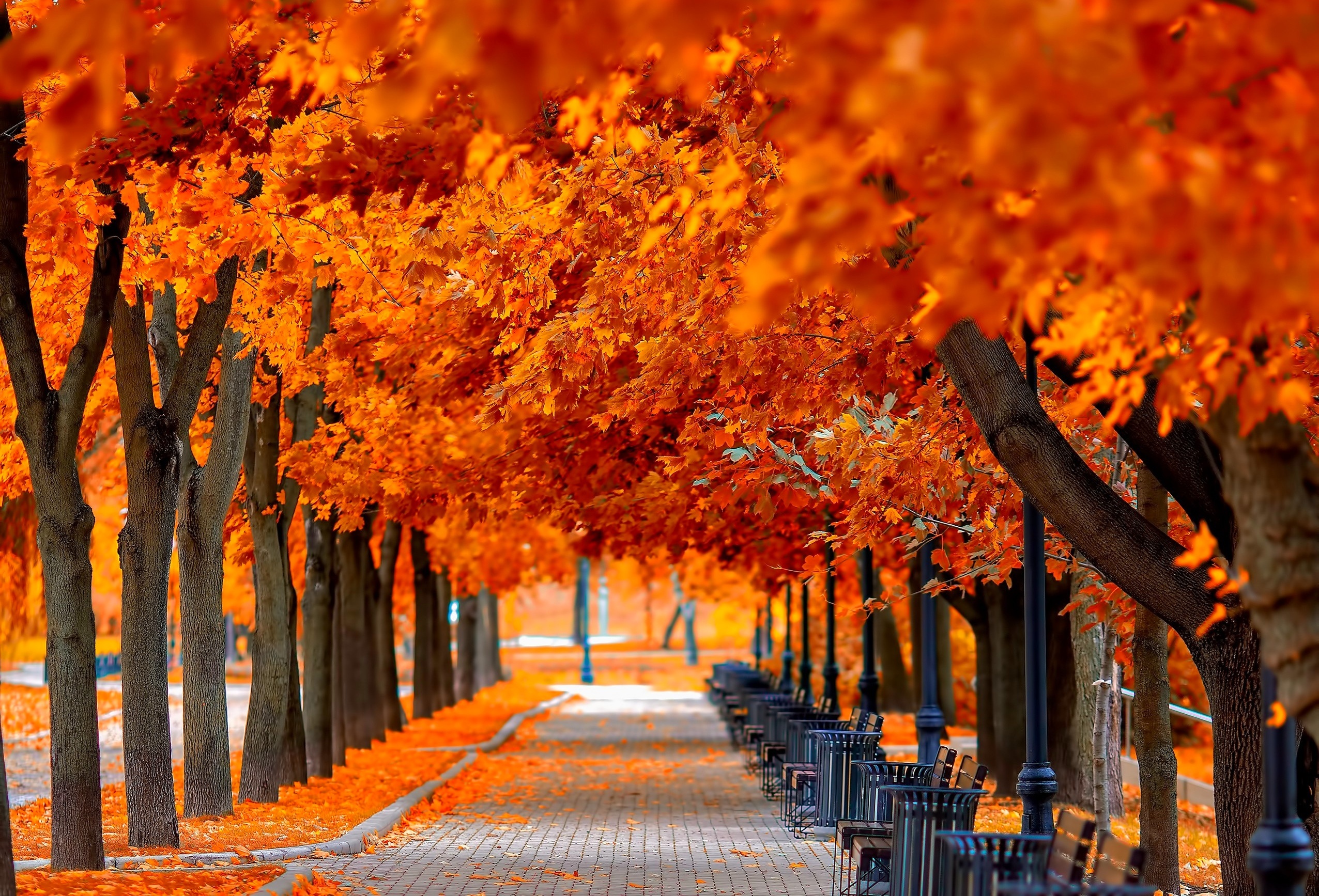 Картинки осени на рабочий. Золотая Кленовая аллея. Кленовый парк осенью. Осенний парк. Красивая осень.