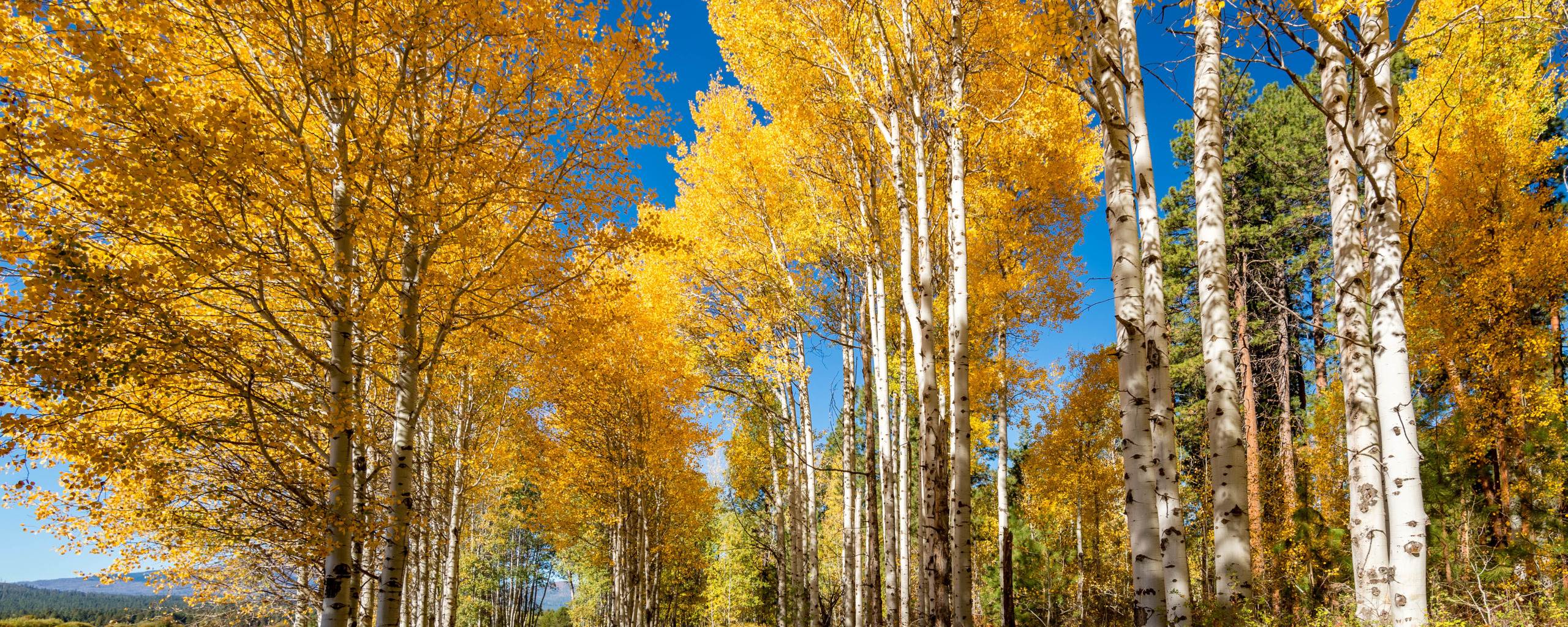 Поздняя осень в лесу. Опушка леса осенью. На опушке леса золотом горит листва. Сентябрь в лесу. Осенний березовый лес.