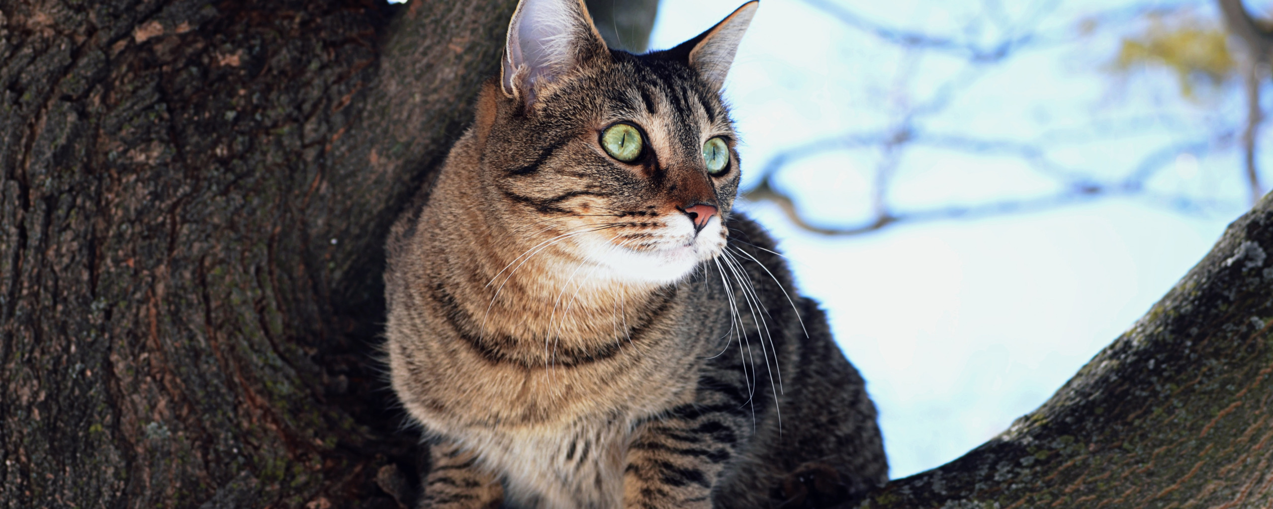 Download wallpaper Tree, Cat, Tree, Cat, section cats in resolution