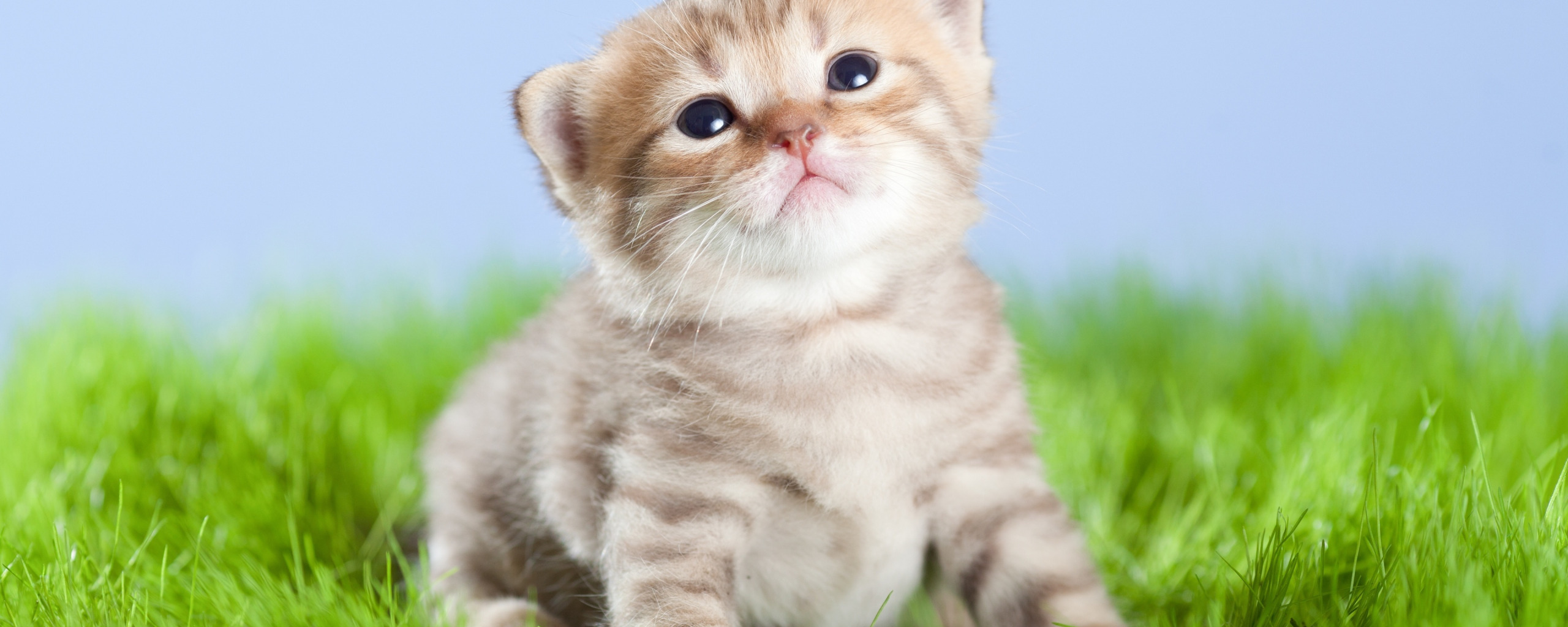 Котики обои на рабочий стол