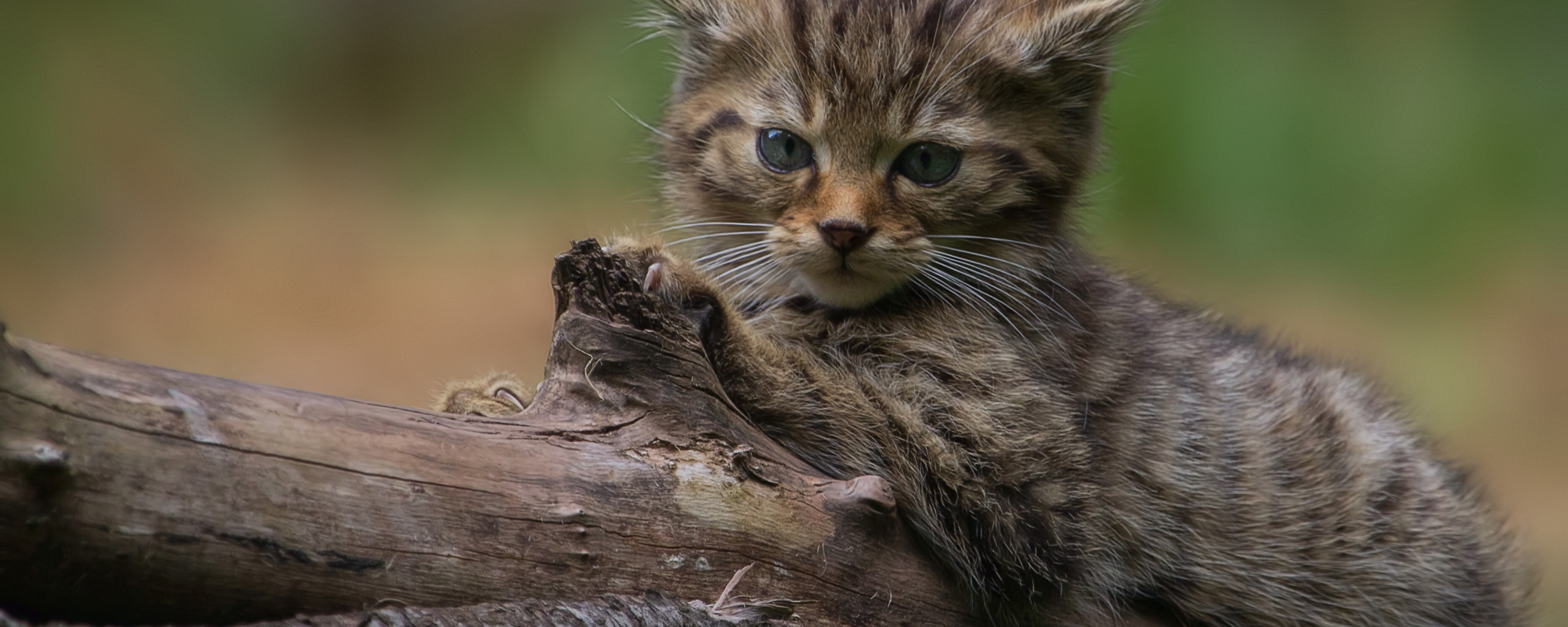 Wild kitty net