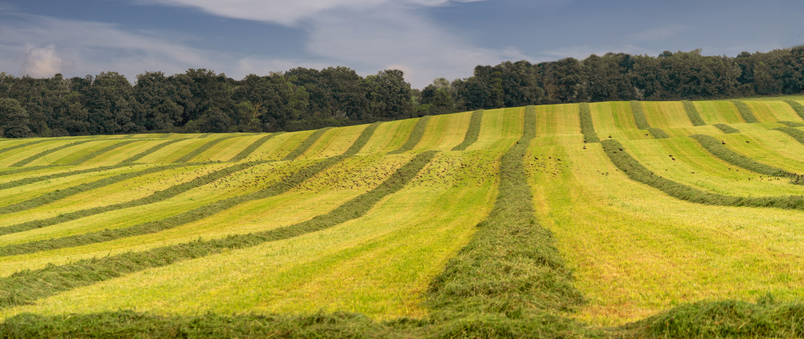 Download wallpaper field, forest, grass, strip, hill, hay, section ...