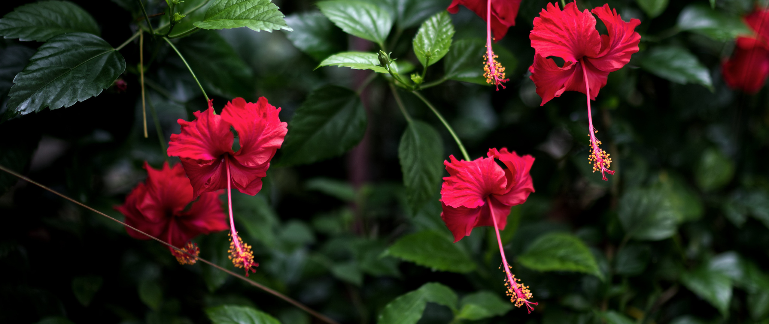 Free images - hibiscus flowers red tropical