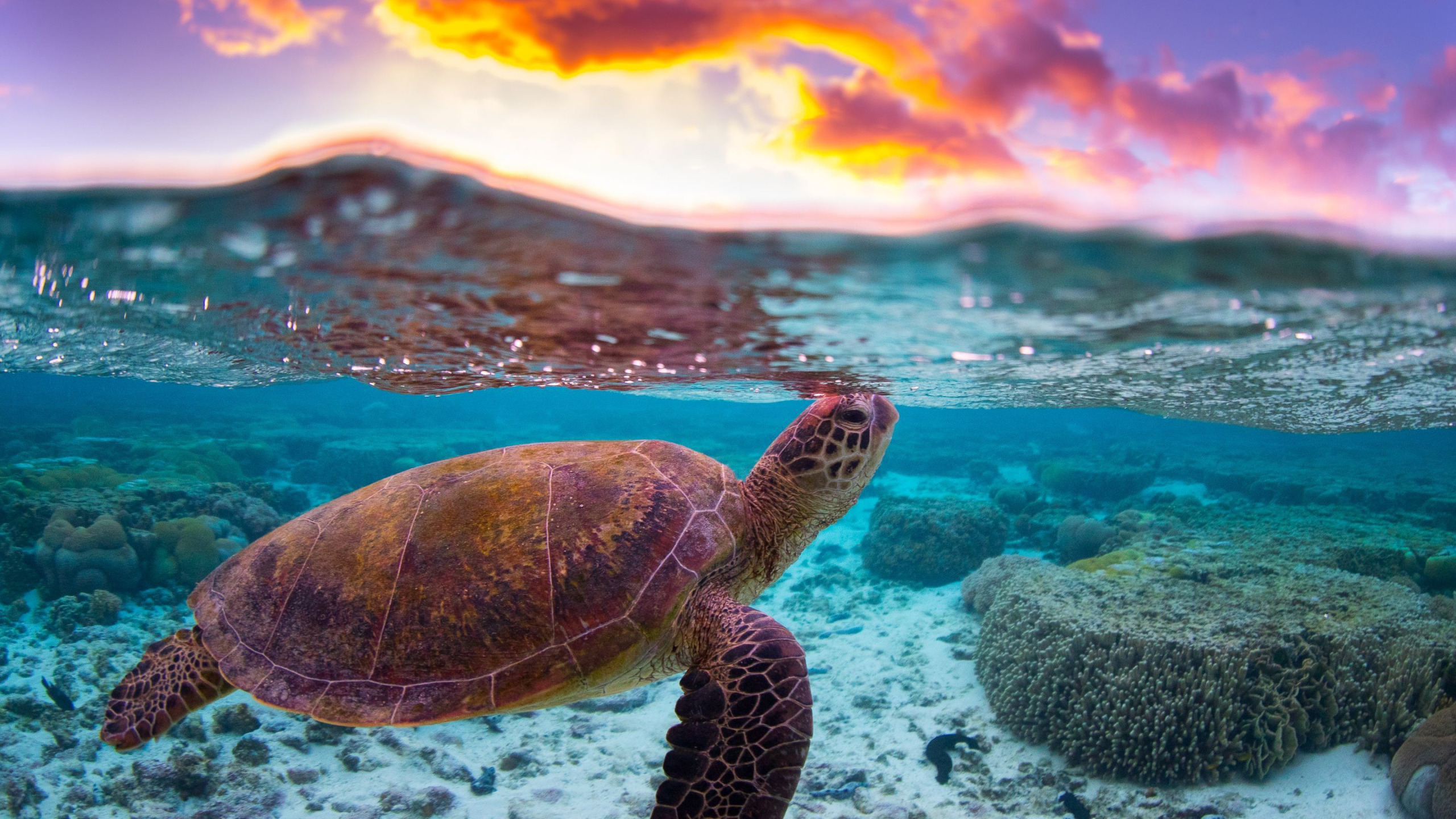 В каком море черепахи. Маленькая черепашка в океане. Черепаший риф мальдивы. Черепахи в персидском заливе. В каком море черепахи.