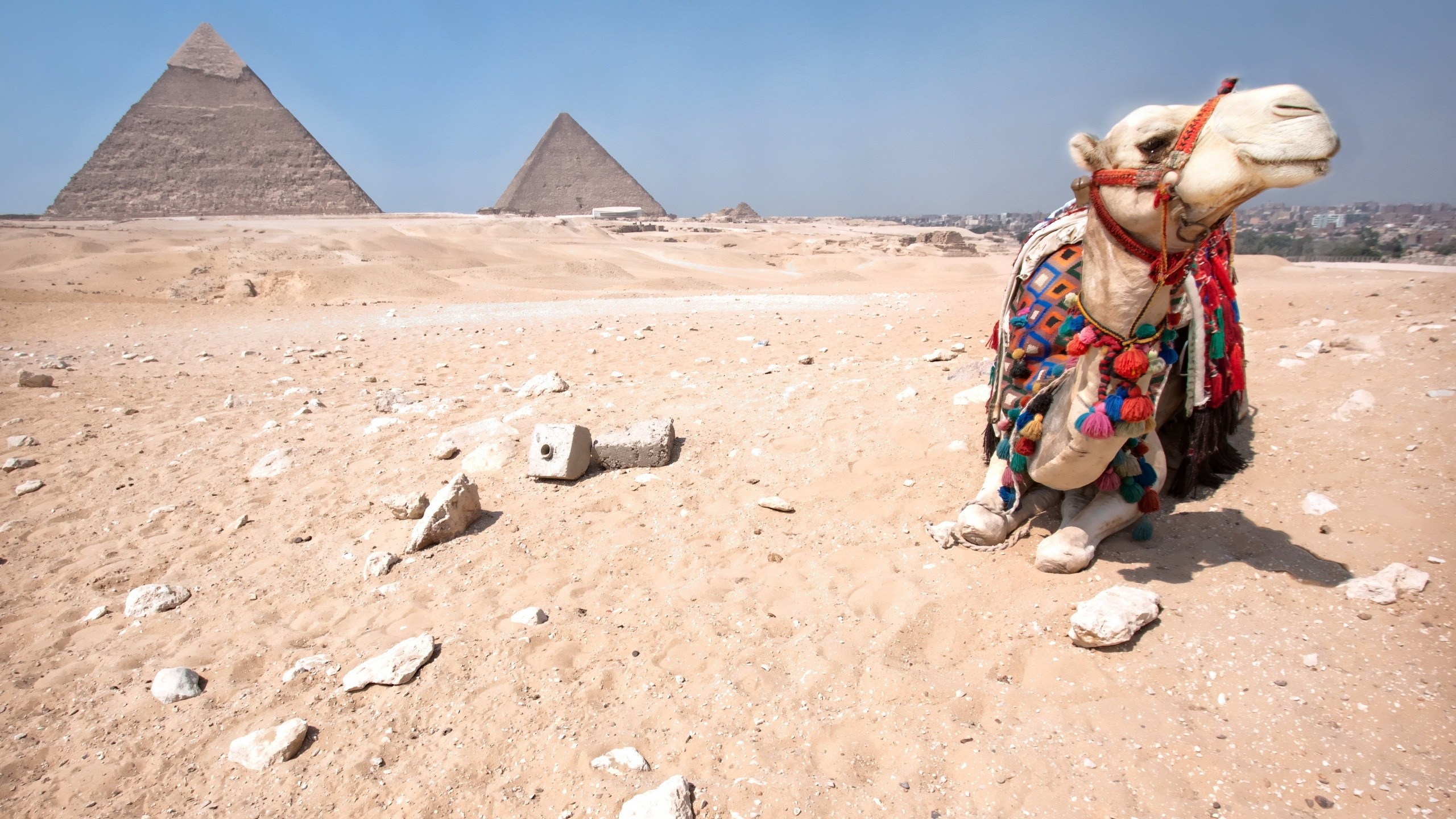 camel, pyramid, Egypt