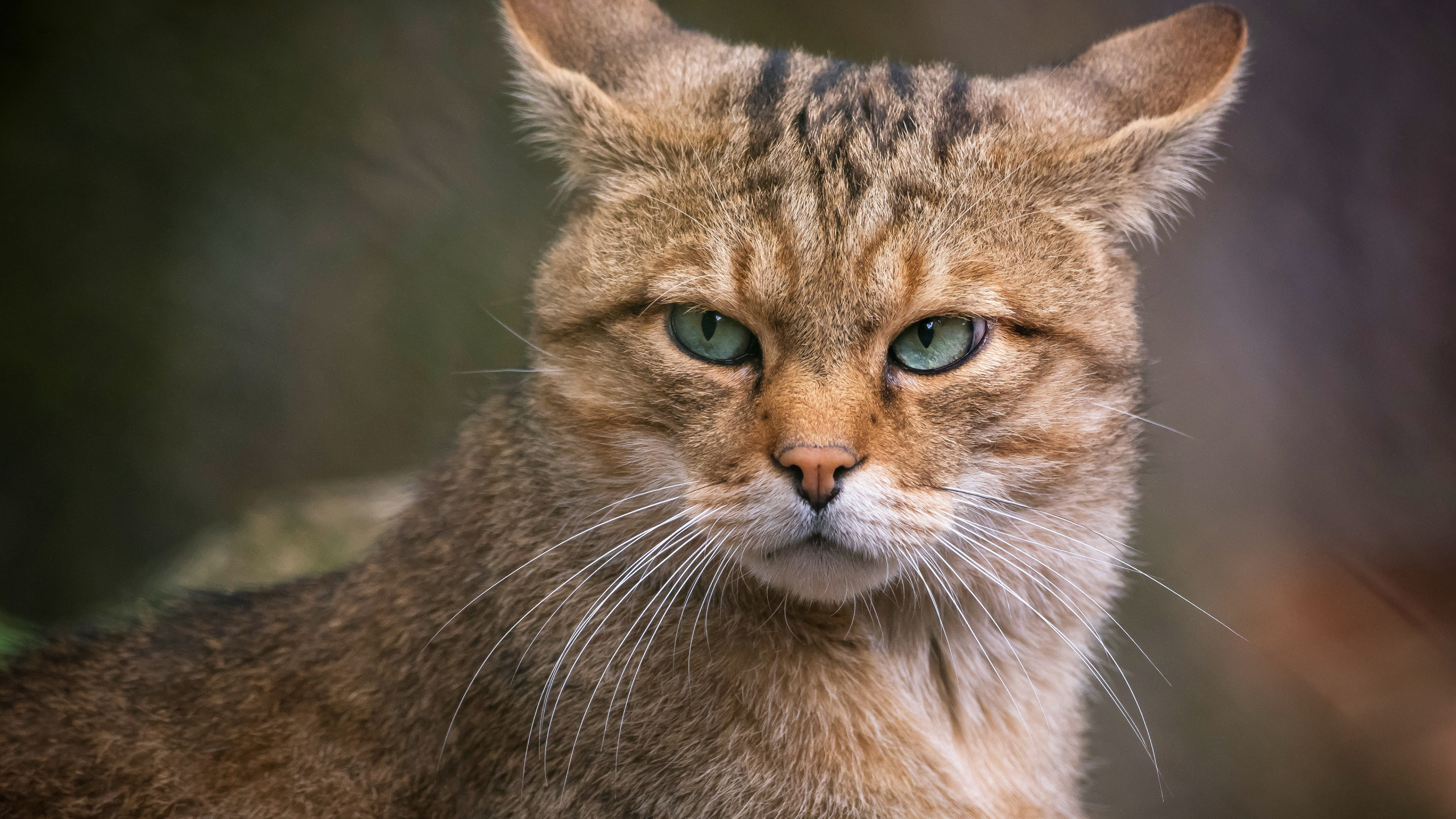 Look cat. Кошка. Морда. Кот взгляд. Морда кошки.