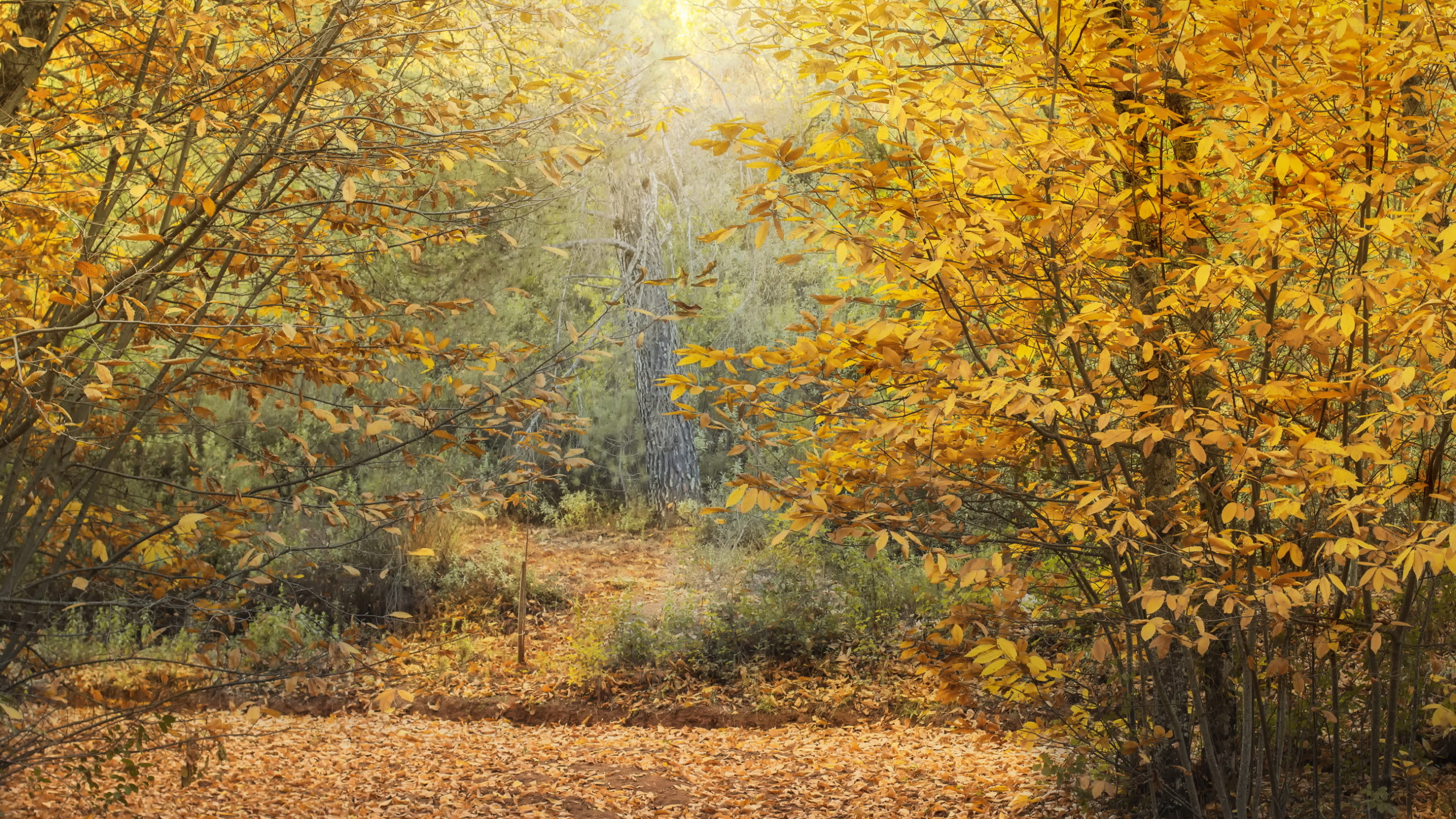 Late autumn. Картина осенний желтый лес. Поздняя осень каштаны. Осенние каштаны живопись. Осень картины русских художников.