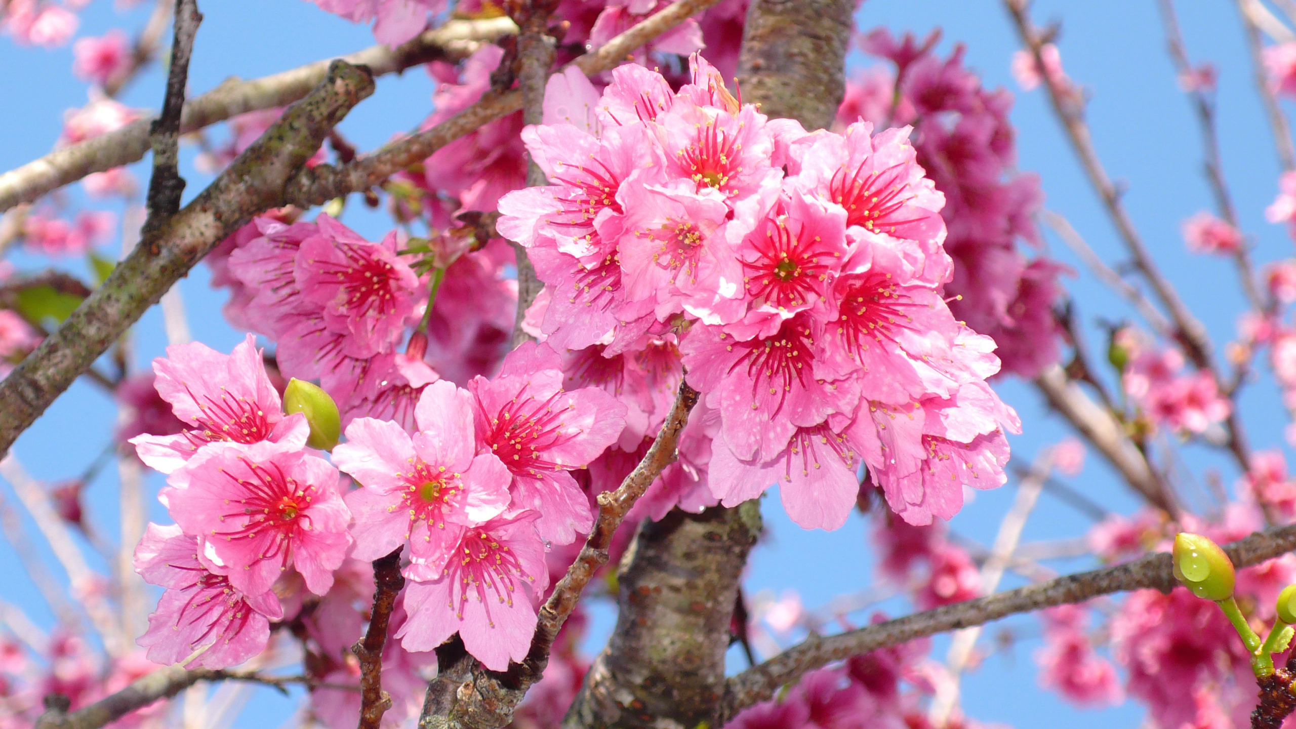 Pink cherry blossoms. Черри блоссом цветок. Цветение Сакуры. Цветущая Сакура. Сакура дерево цветение.