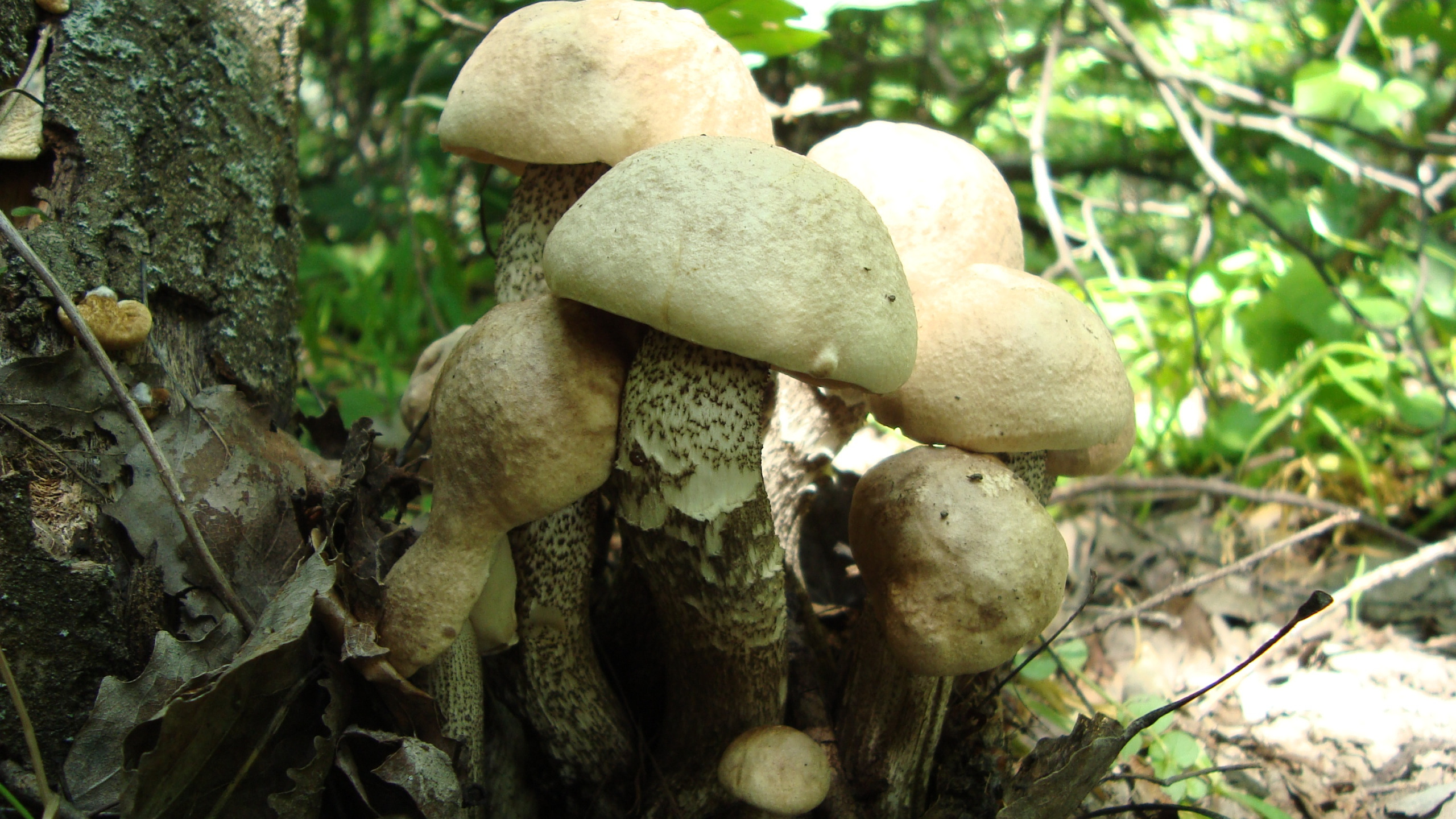 Picking mushrooms. Грибы Осмотрофы. Семейка грибов. Малеурский национальный лес гриб. Поход за грибами семьей.