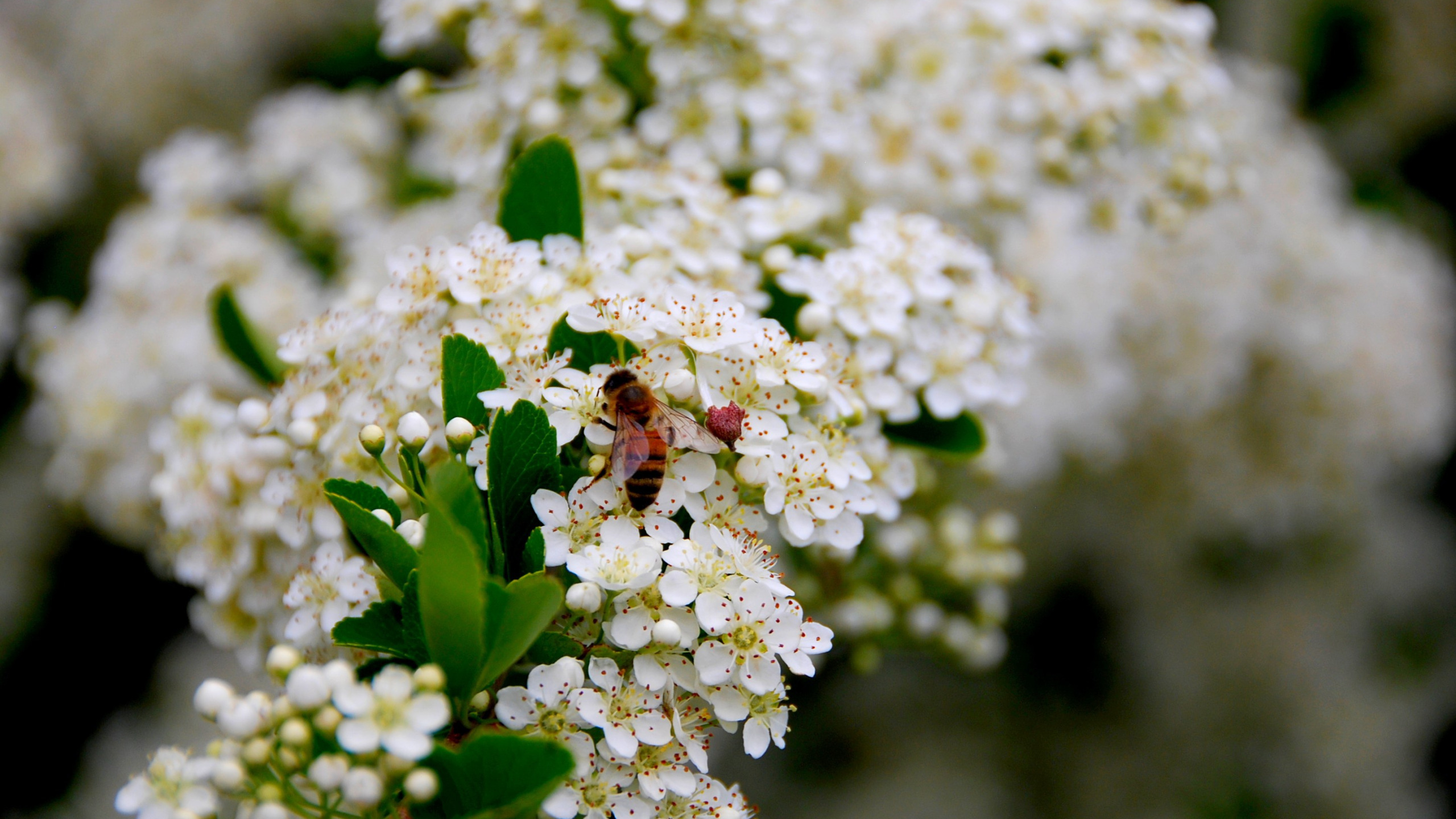 Spring Wasp Download wallpaper OSA, spring, spring, Wasp, hawthorn, Hawthorn ...