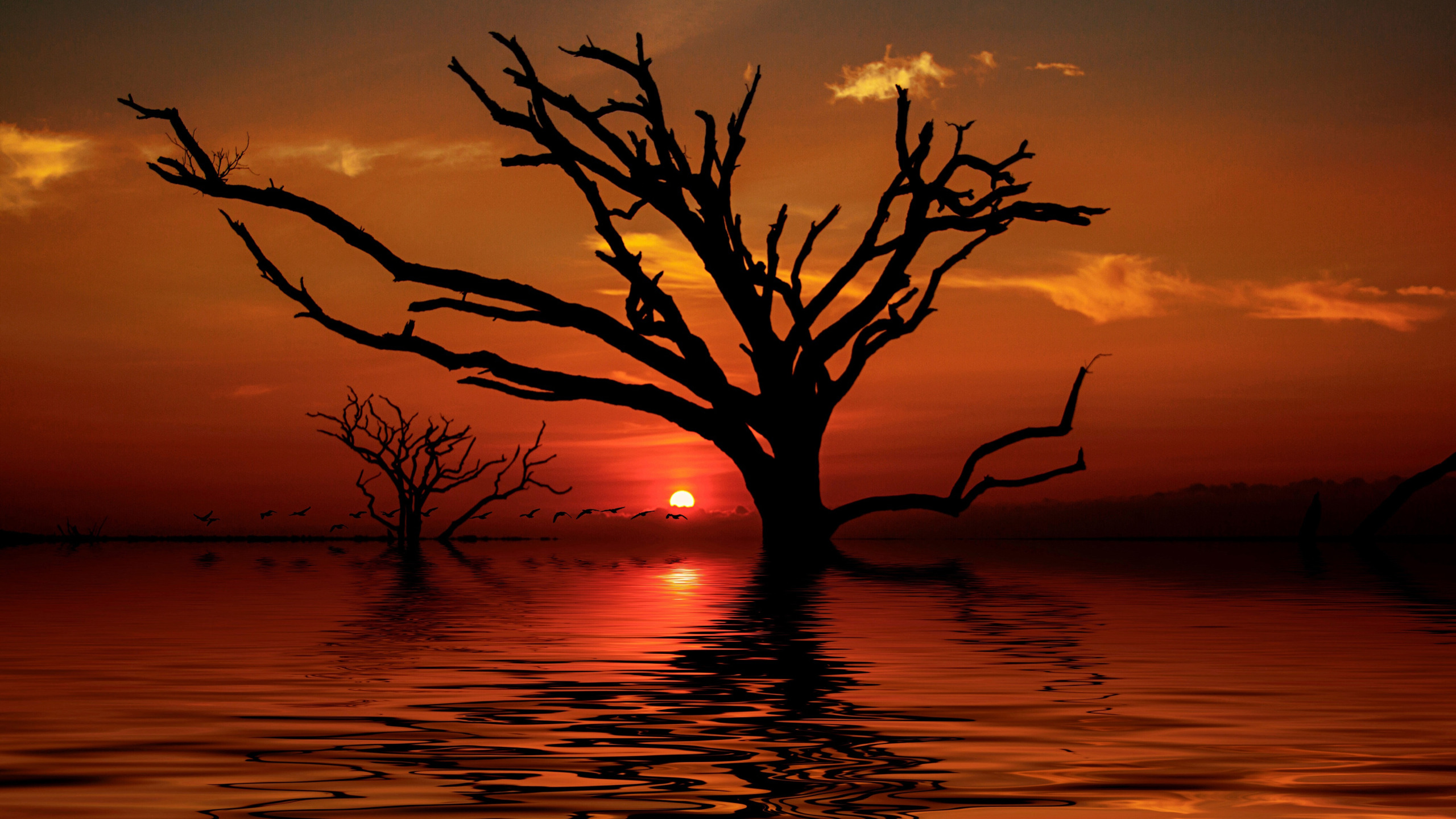 Download Wallpaper The Sky, Water, Trees, Sunset, Birds, Reflection ...