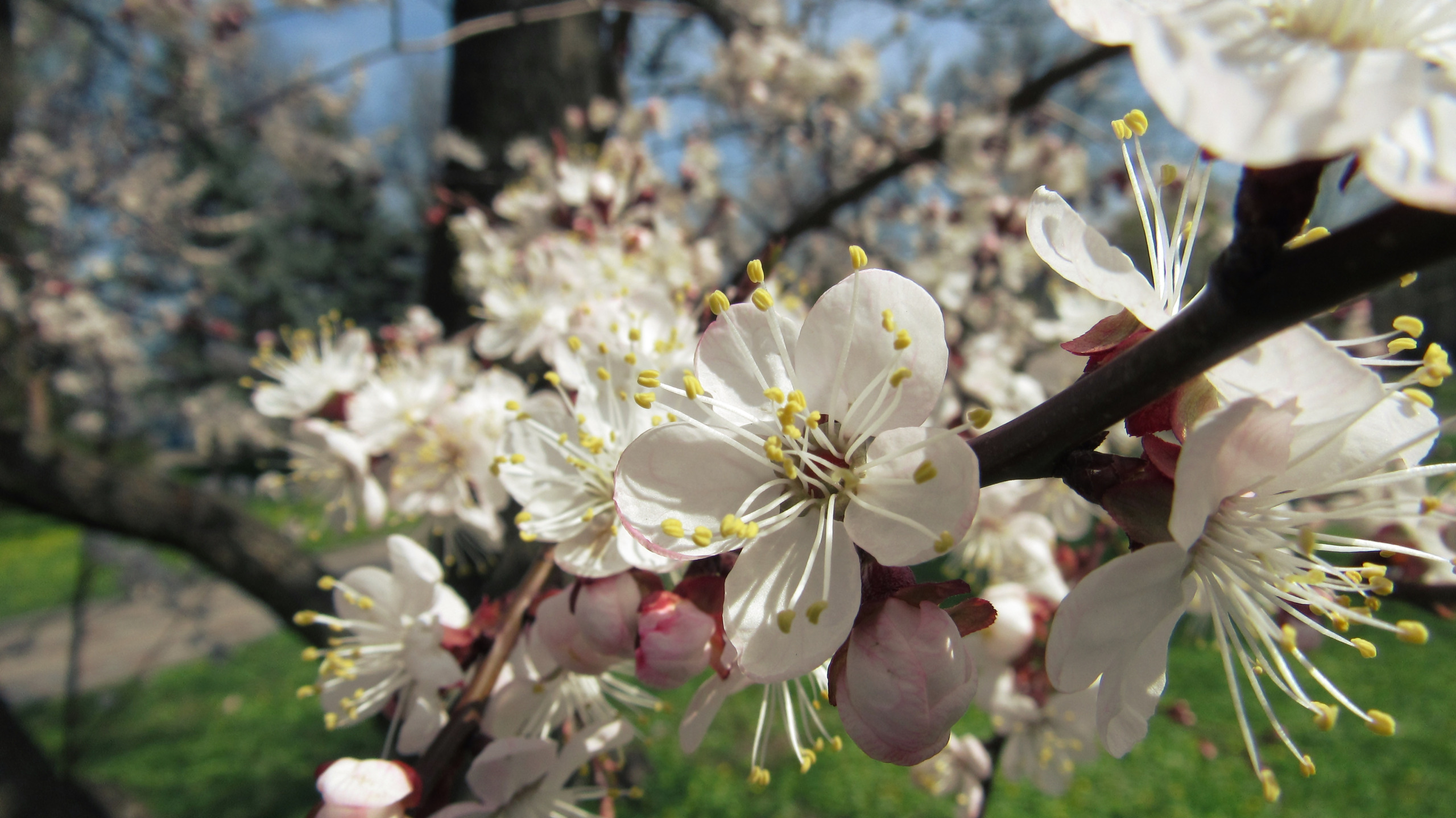 Зацвели цветочки. Цветущие деревья. Цветущие деревья весной. Цветущие яблони. Цветущие сады миндаля.