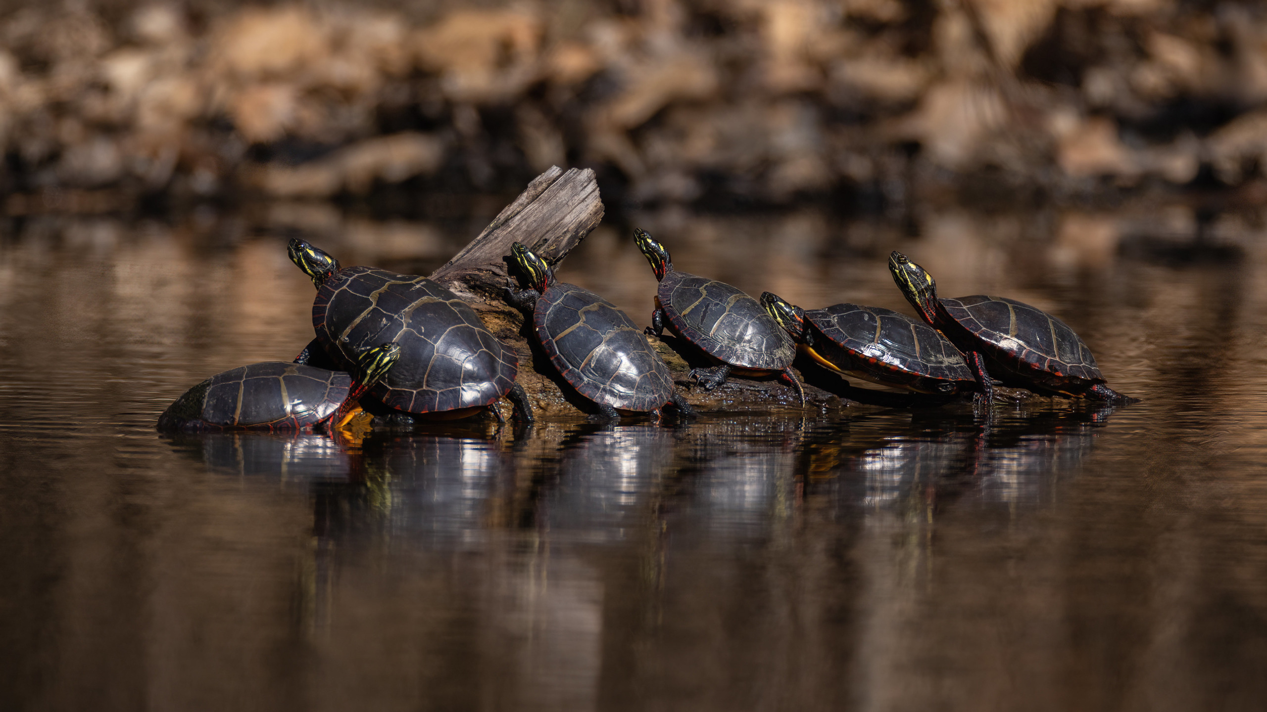 Download wallpaper reflection, turtle, log, company, pond, bask ...