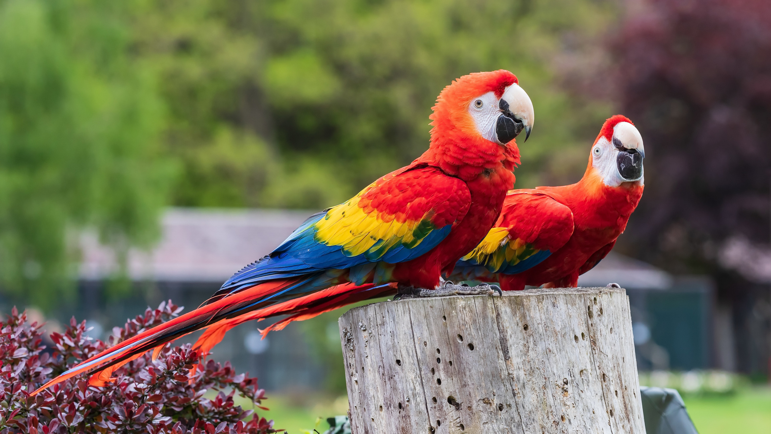 Download wallpaper birds, Ara, parrots, section animals in resolution ...