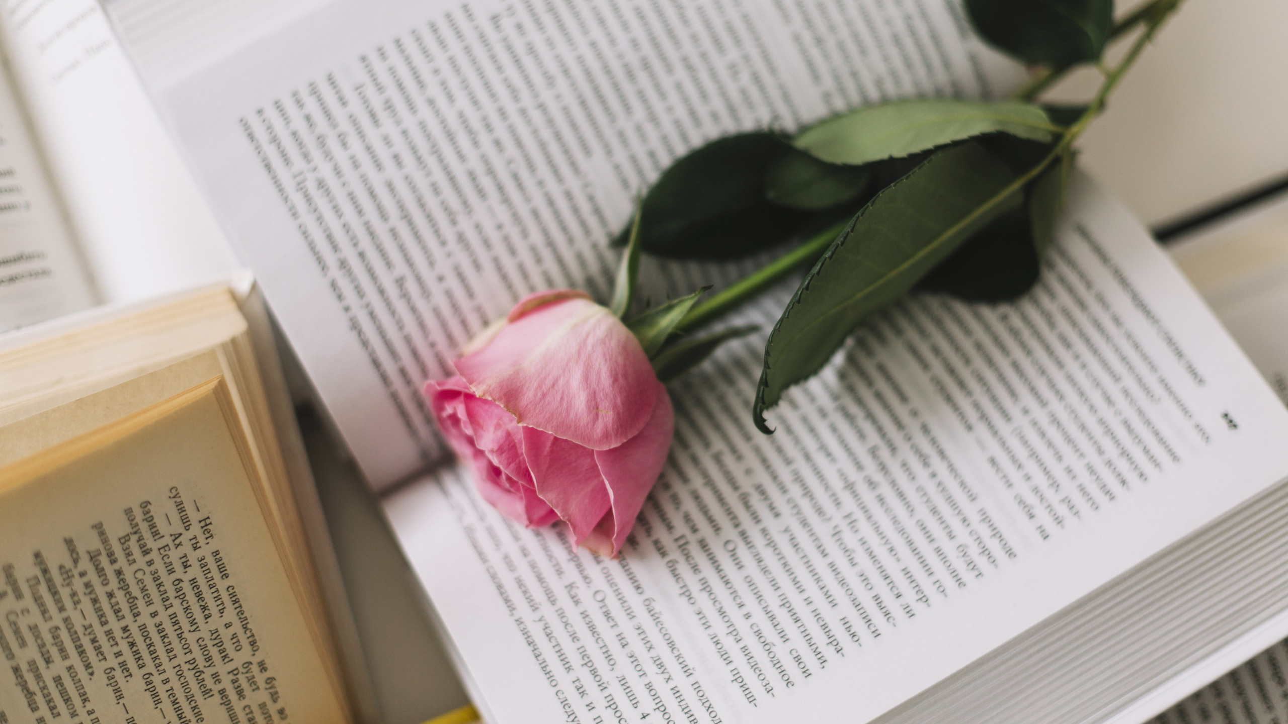 Download Wallpaper Flower, Pink, Rose, Books, Bud, Rose, Flower.