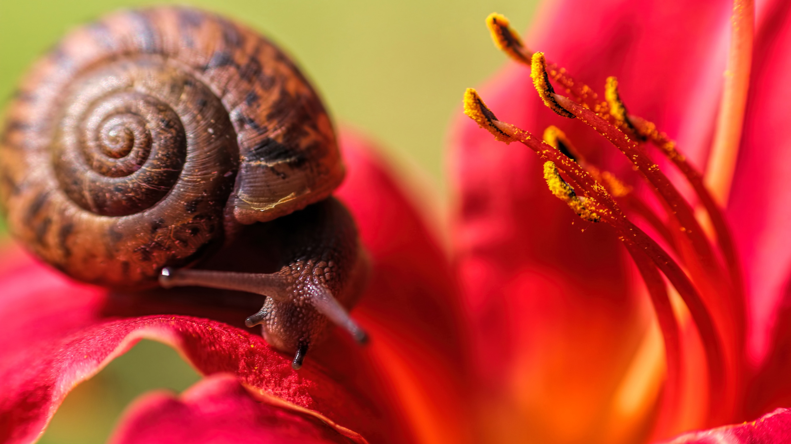 красивые макрофотографии цветов. улитка 0. улитка helix pomatia. улитка 0. улитка афалина.