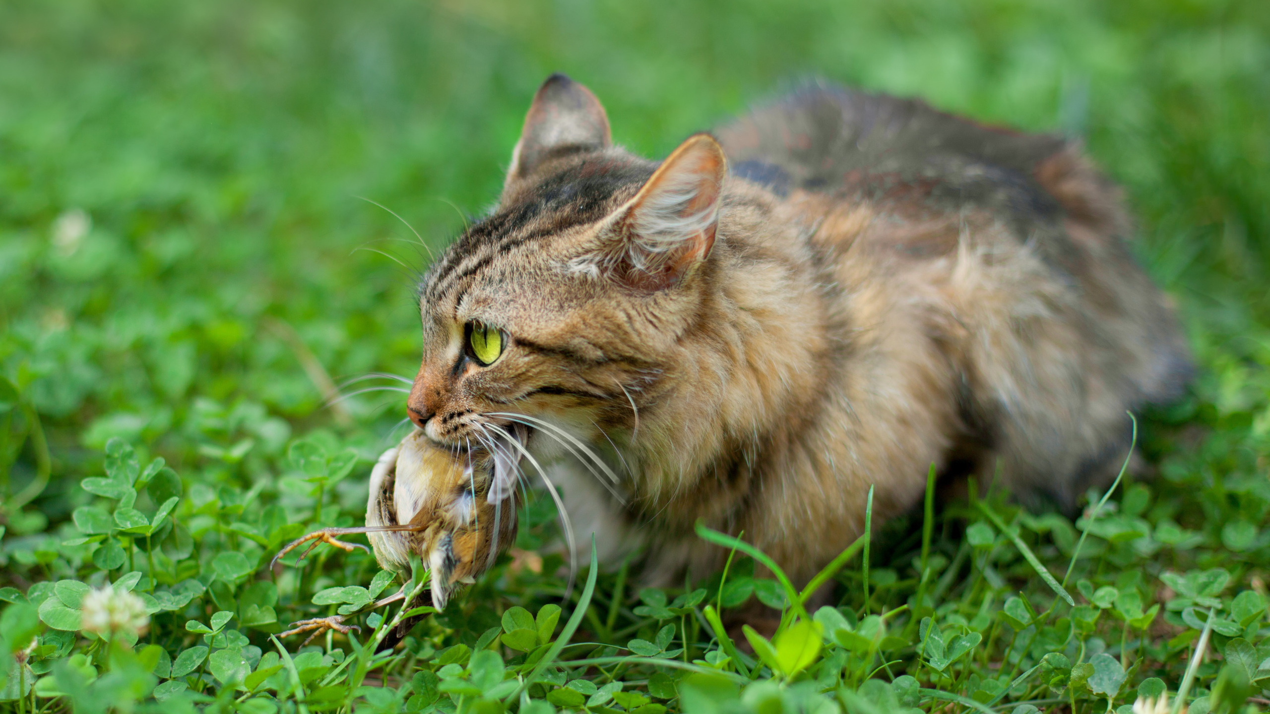 Feral cats. Дикая Лесная кошка. Кошка охотится. Кот охотник. Лесной кот.