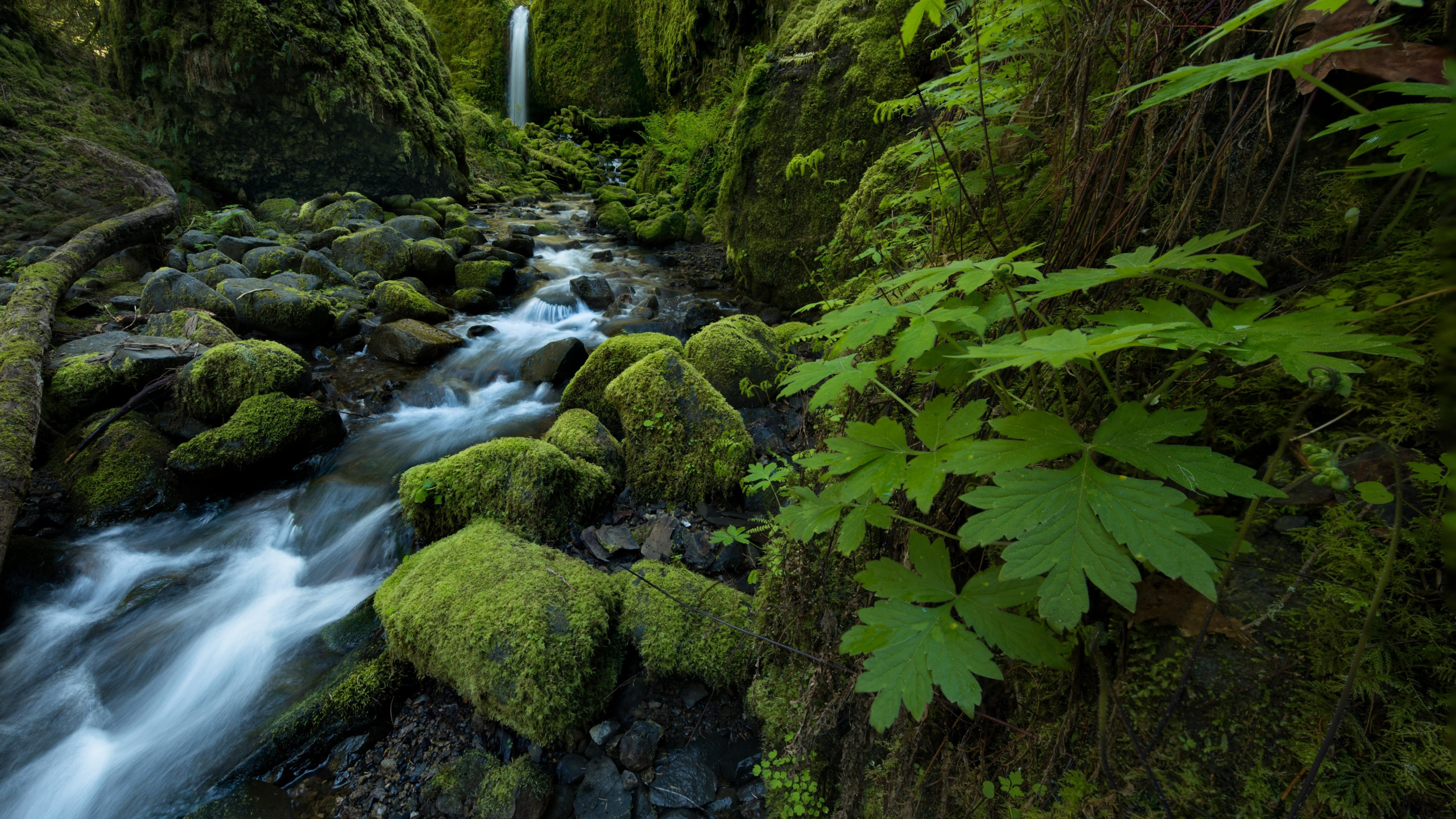 Download wallpaper leaves, stream, stones, waterfall, moss, Oregon ...