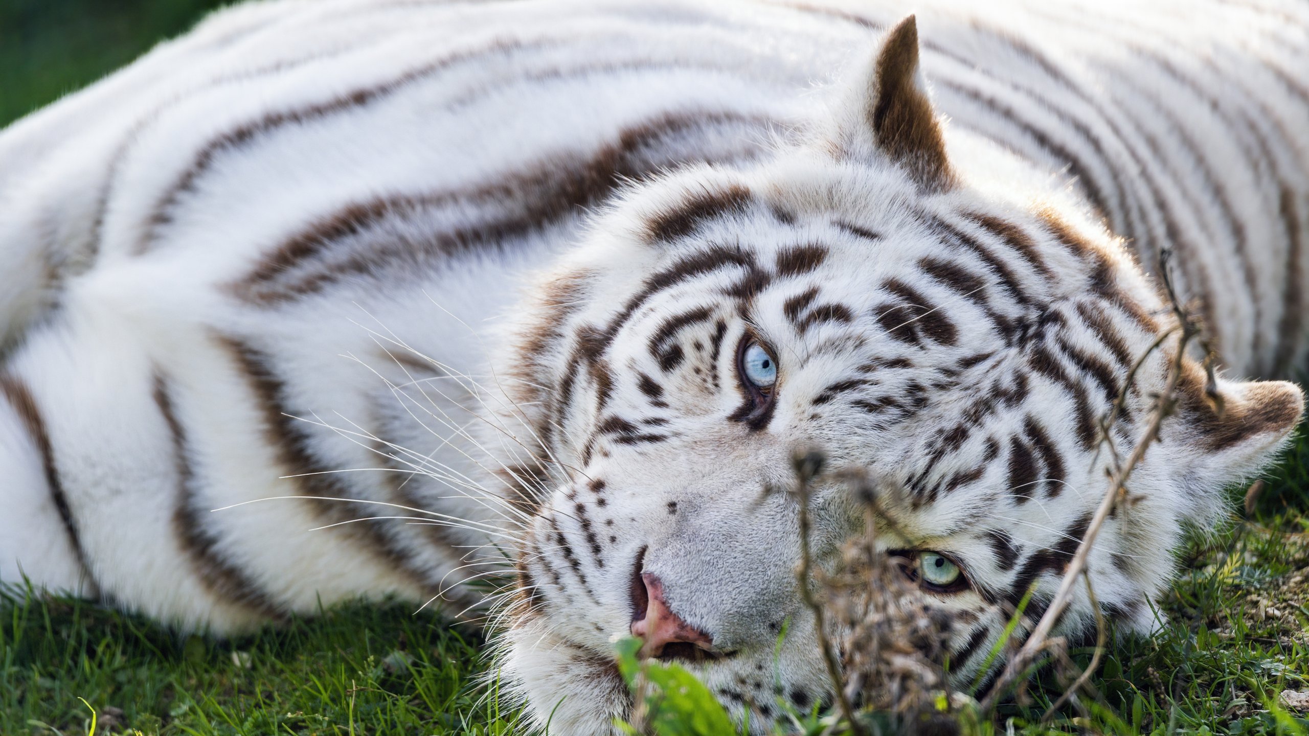 Tiger Lie Download wallpaper white, face, tiger, lies, section cats in resolution ...