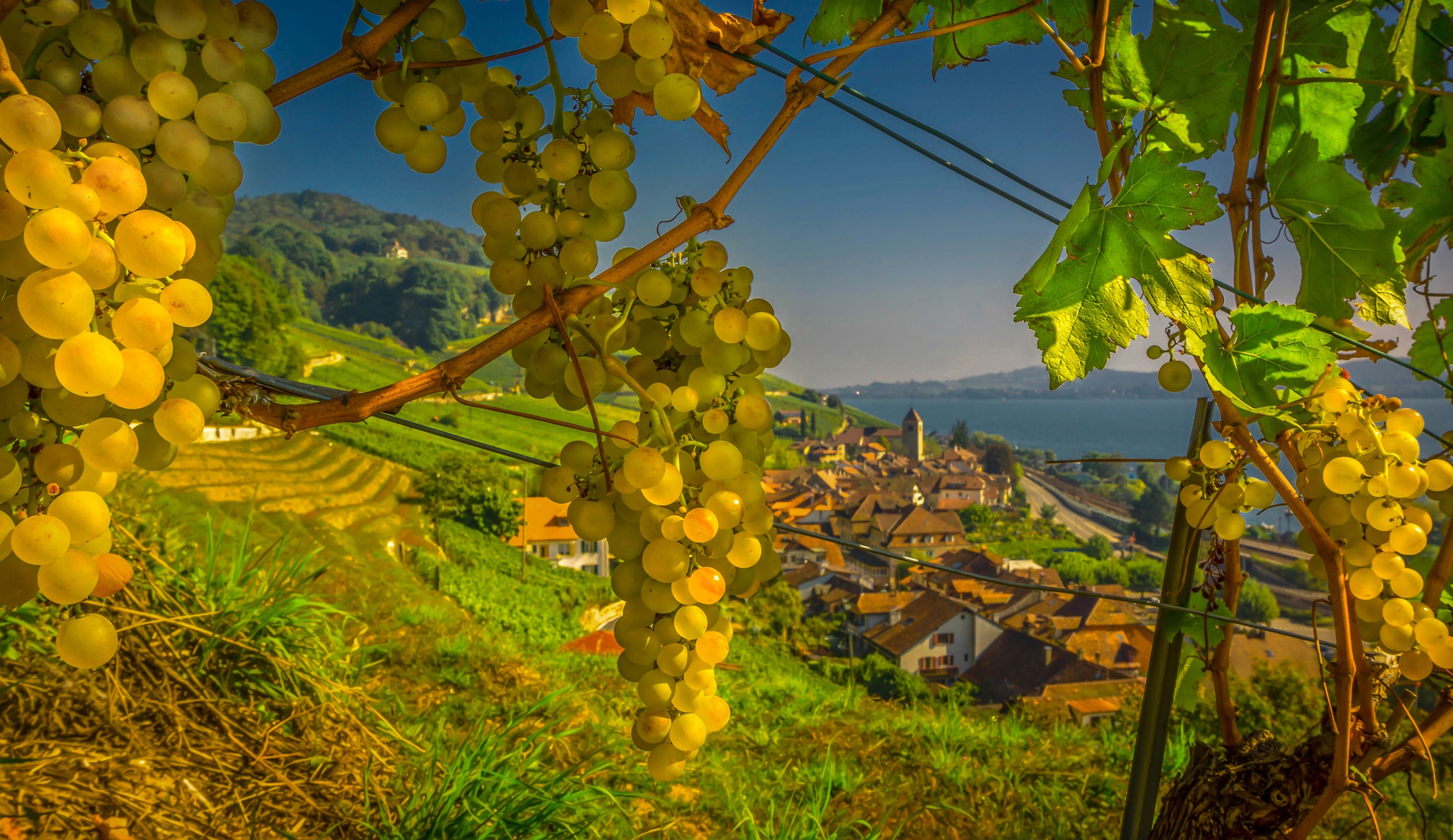 виноград на фоне гор