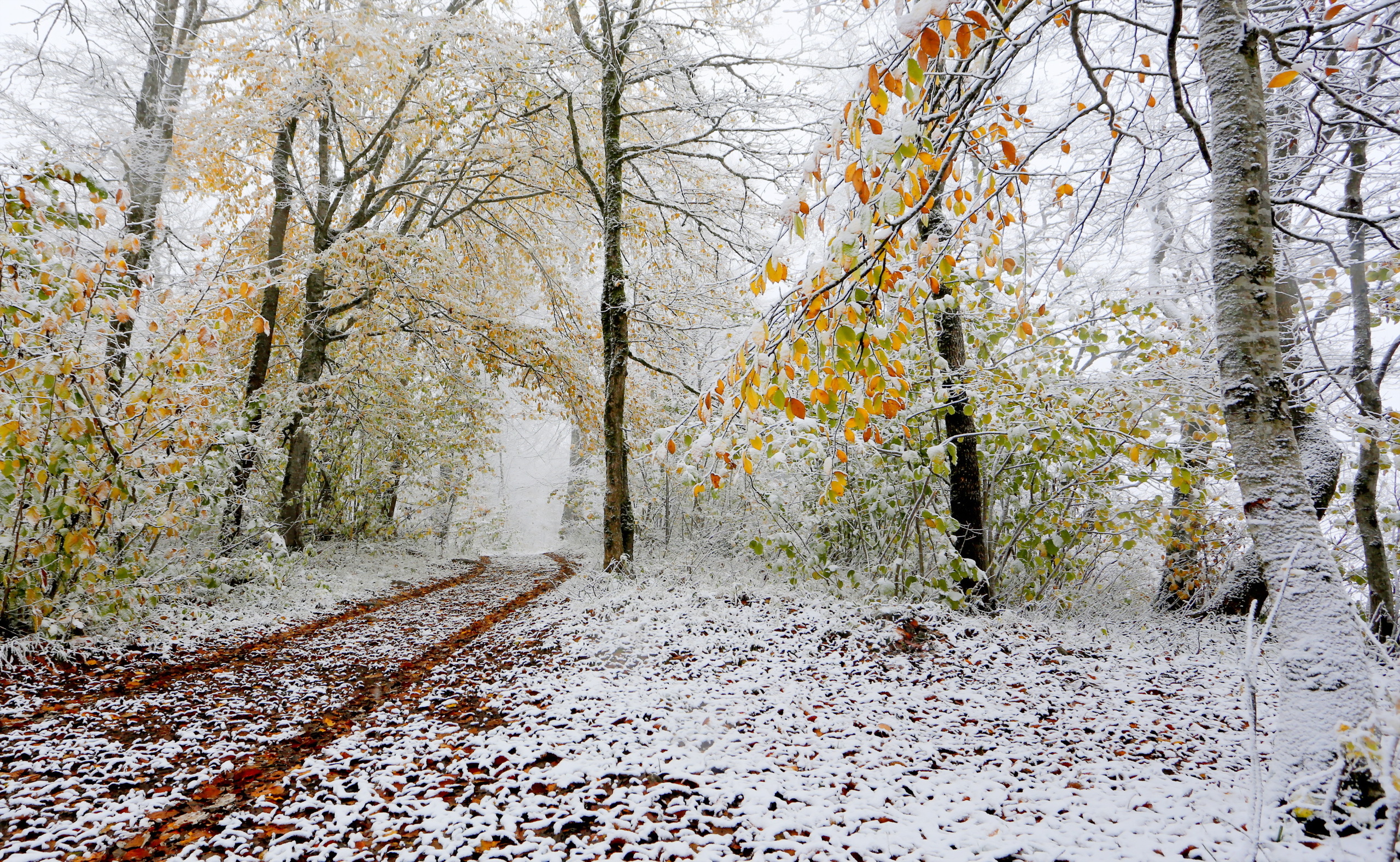 Ноябрь. Поздняя осень. Ранняя зима. Первый снег. Ноябрь природа.