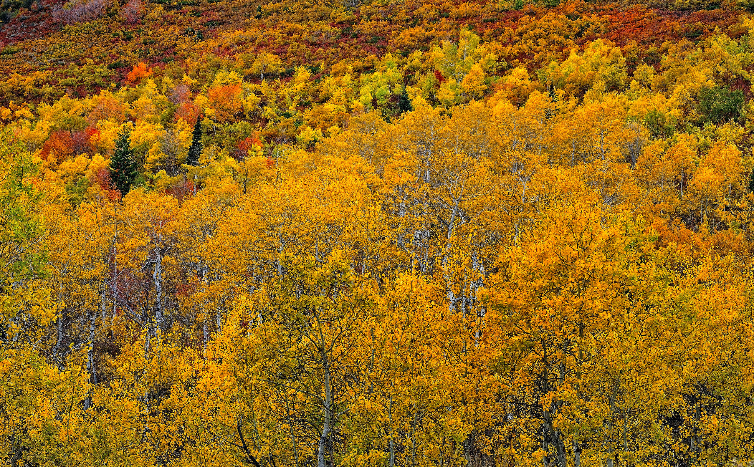 Виды осеннего леса. Осины Колорадо. Лес Аспен, Колорадо. Аспен Колорадо осень. Осенний лес.