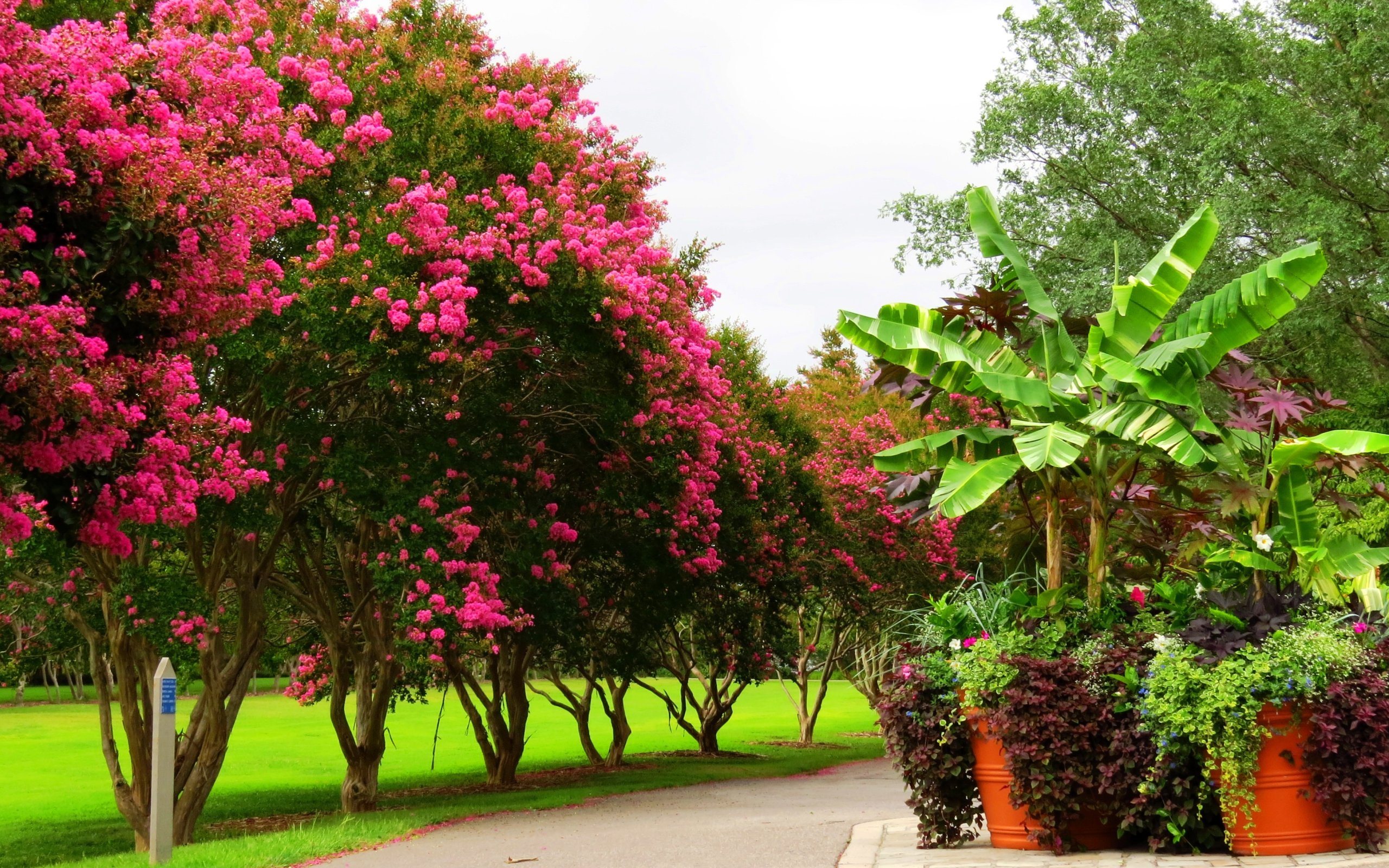 Tree Park Spring Download wallpaper trees, Park, spring, flowering, trees, park, flowers ...