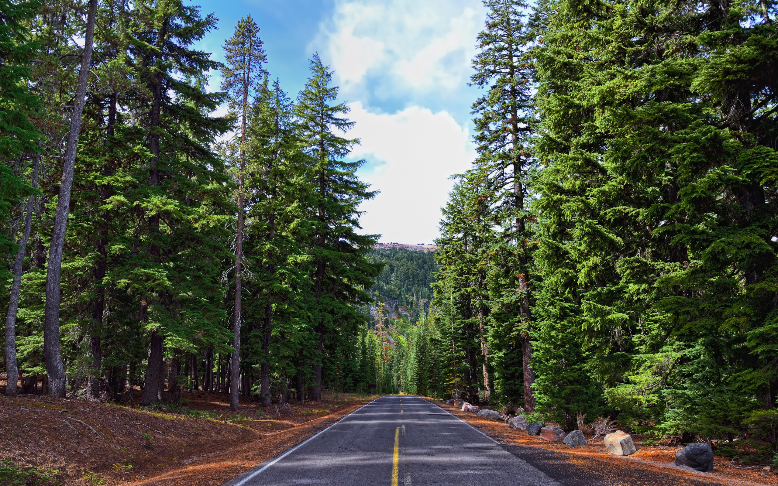 Forest gap. Орегон Вашингтон лес. Дорога Сосновый лес сбоку. Орегон трасса горы лес. Хвойный лес Зеленогорск.