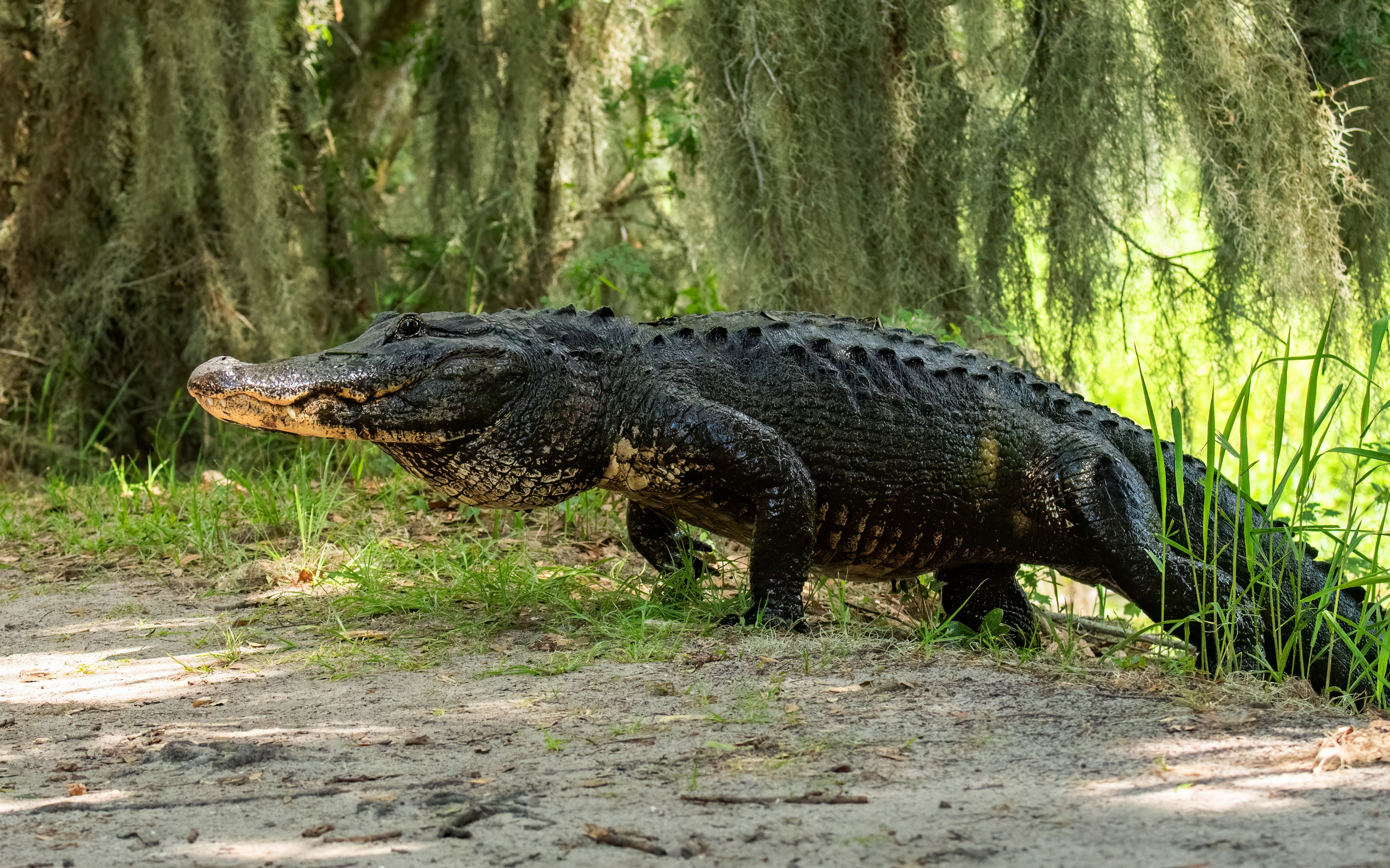 Alli Gator Photoshoot