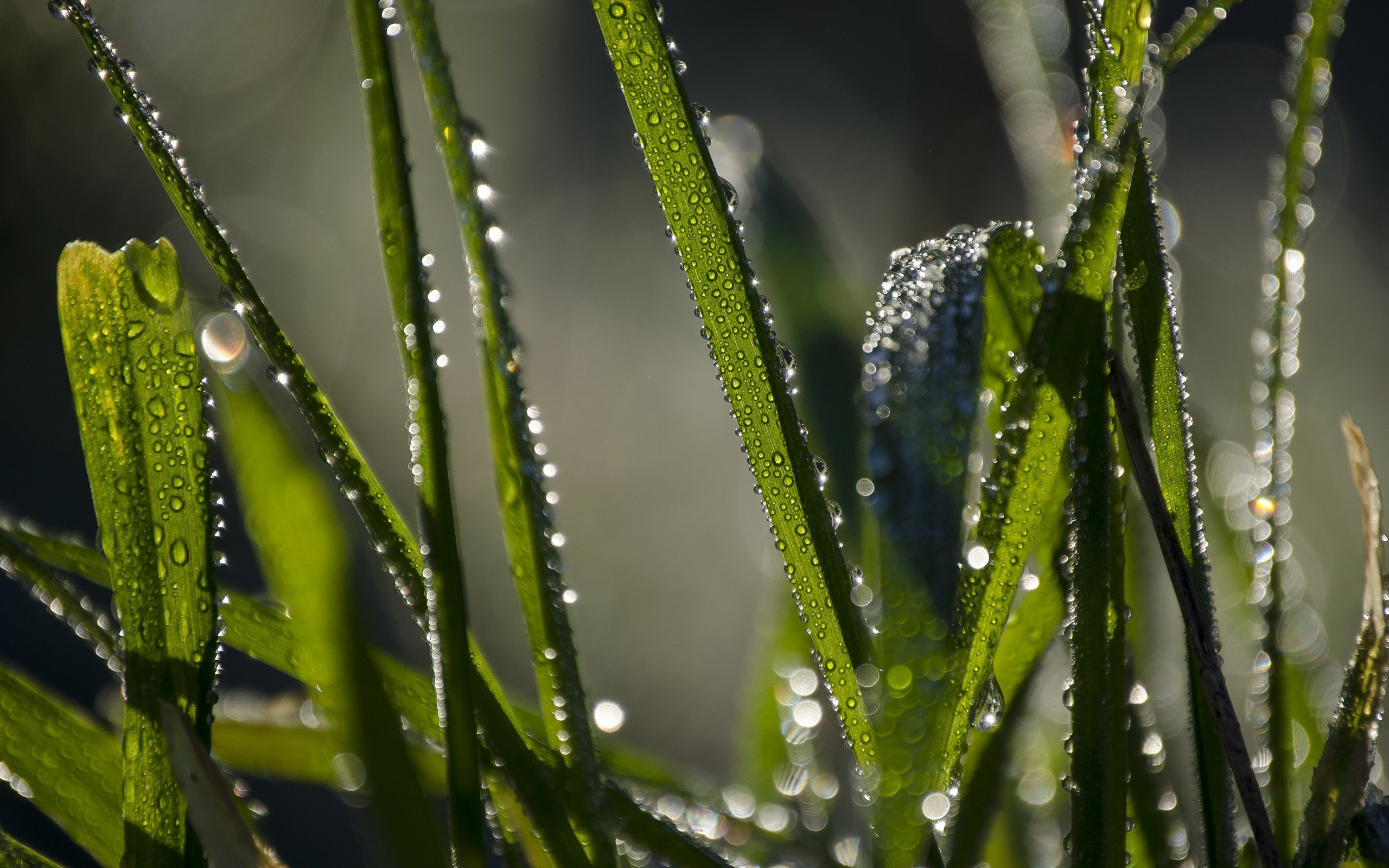 Nature drops. Травинка роса макро. Сильная роса на траве. Капли росы. Роса на растениях.