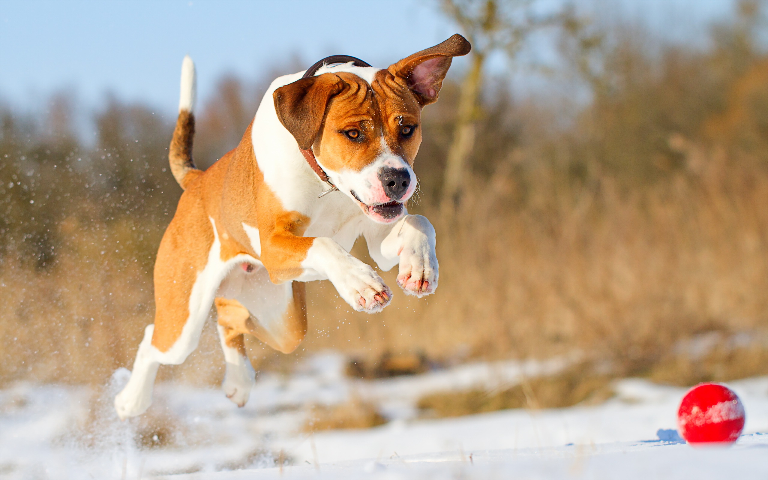 My dog can run and jump. Джек-Рассел-терьер. Американский стаффордширский терьер. Бигль и питбуль. Бигль собака.