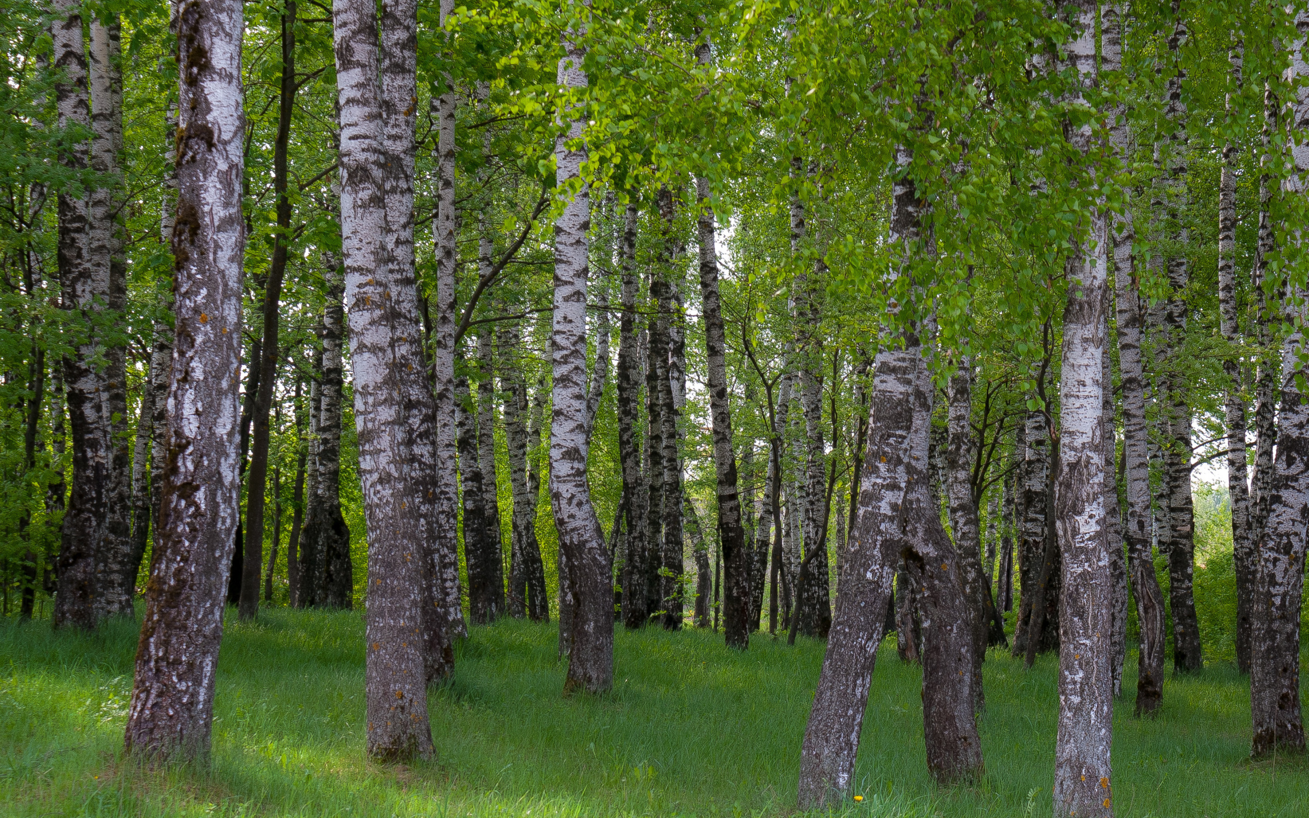 Birch forest. Березовая роща Тюмень. Березовые Рощи Марий Эл. Яранская Березовая роща. Березовая роща Рязань.