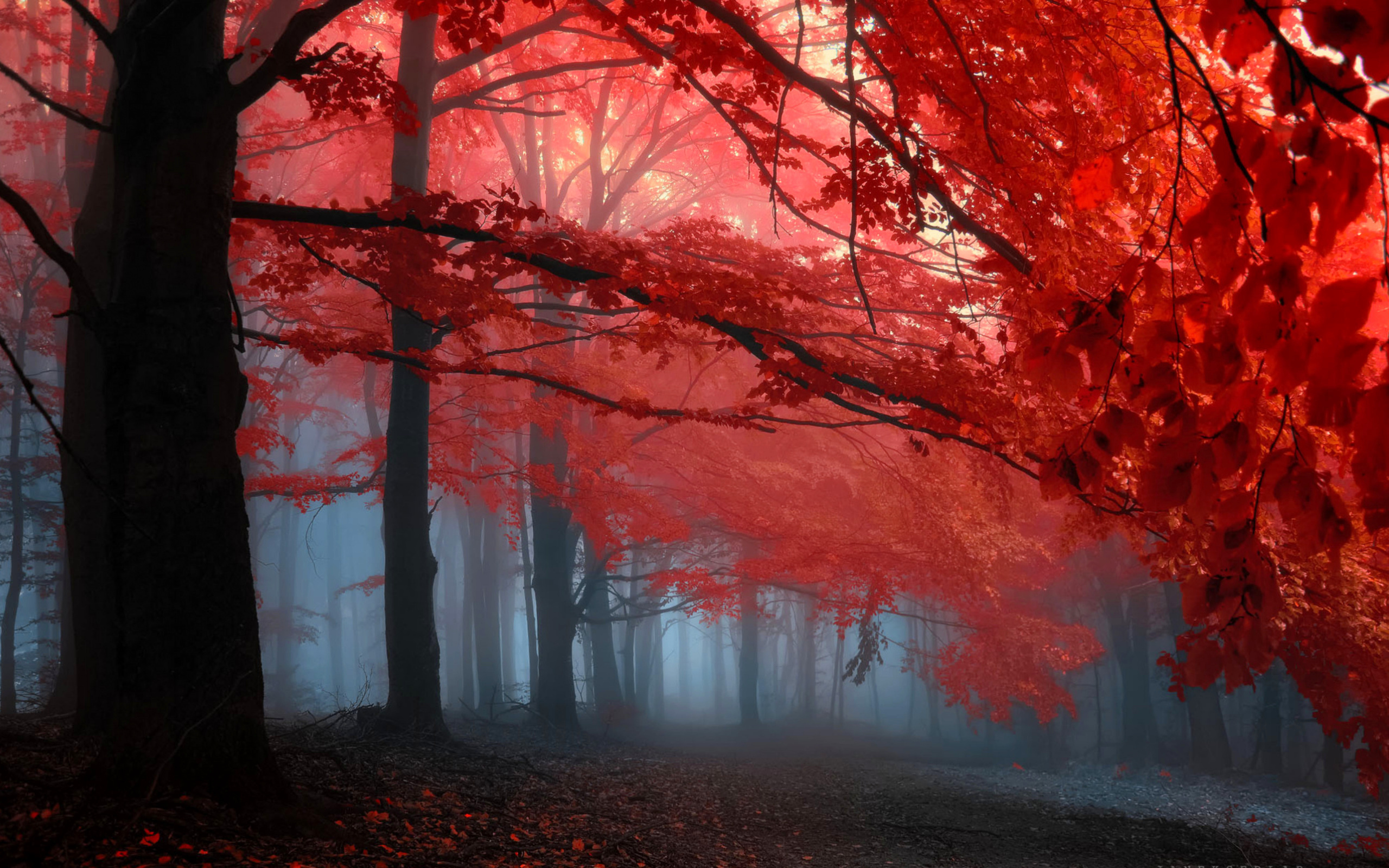 Невероятная осень. Багрянец Невилл. Осенний лес. Осень фото. Сказочный осенний лес.