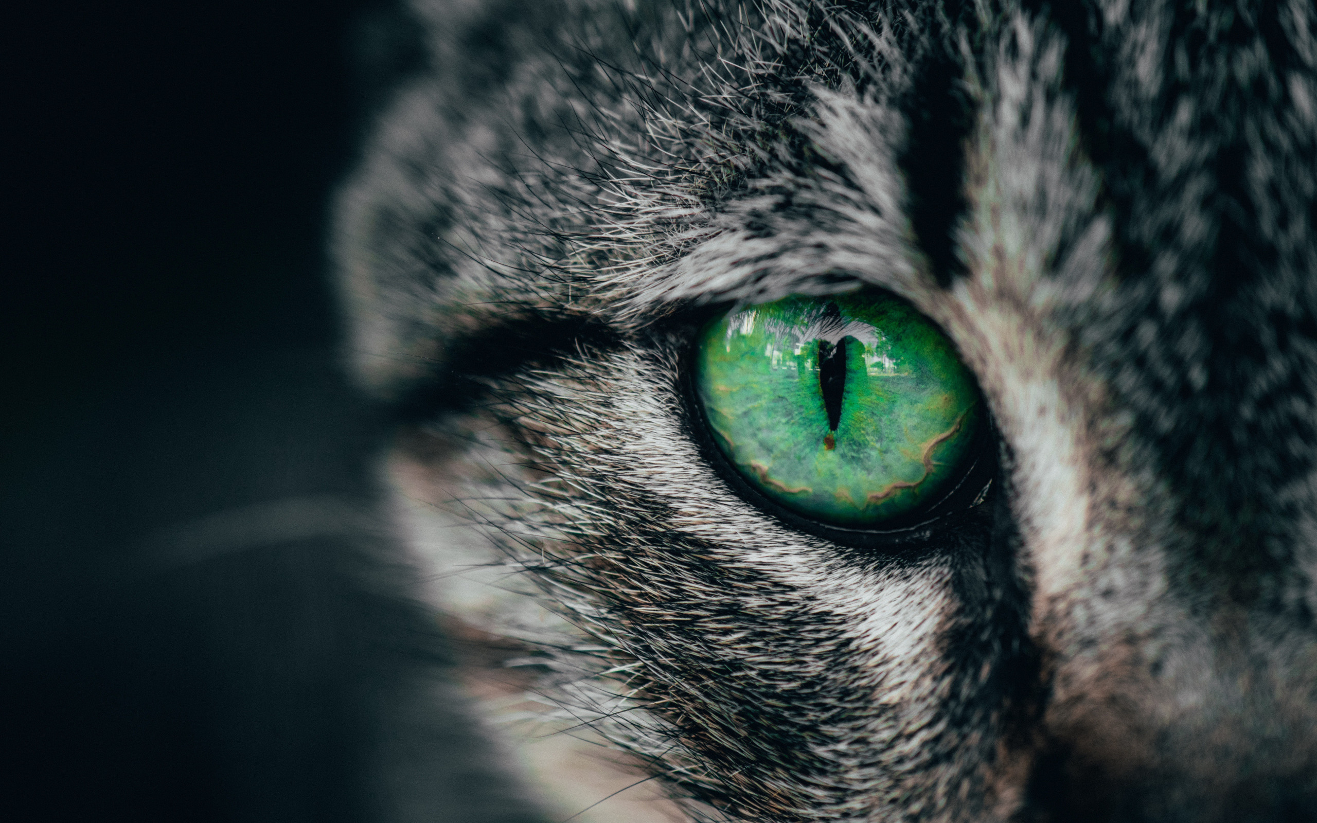 Download wallpaper green, cat, macro, cats, eye, look, closeup ...