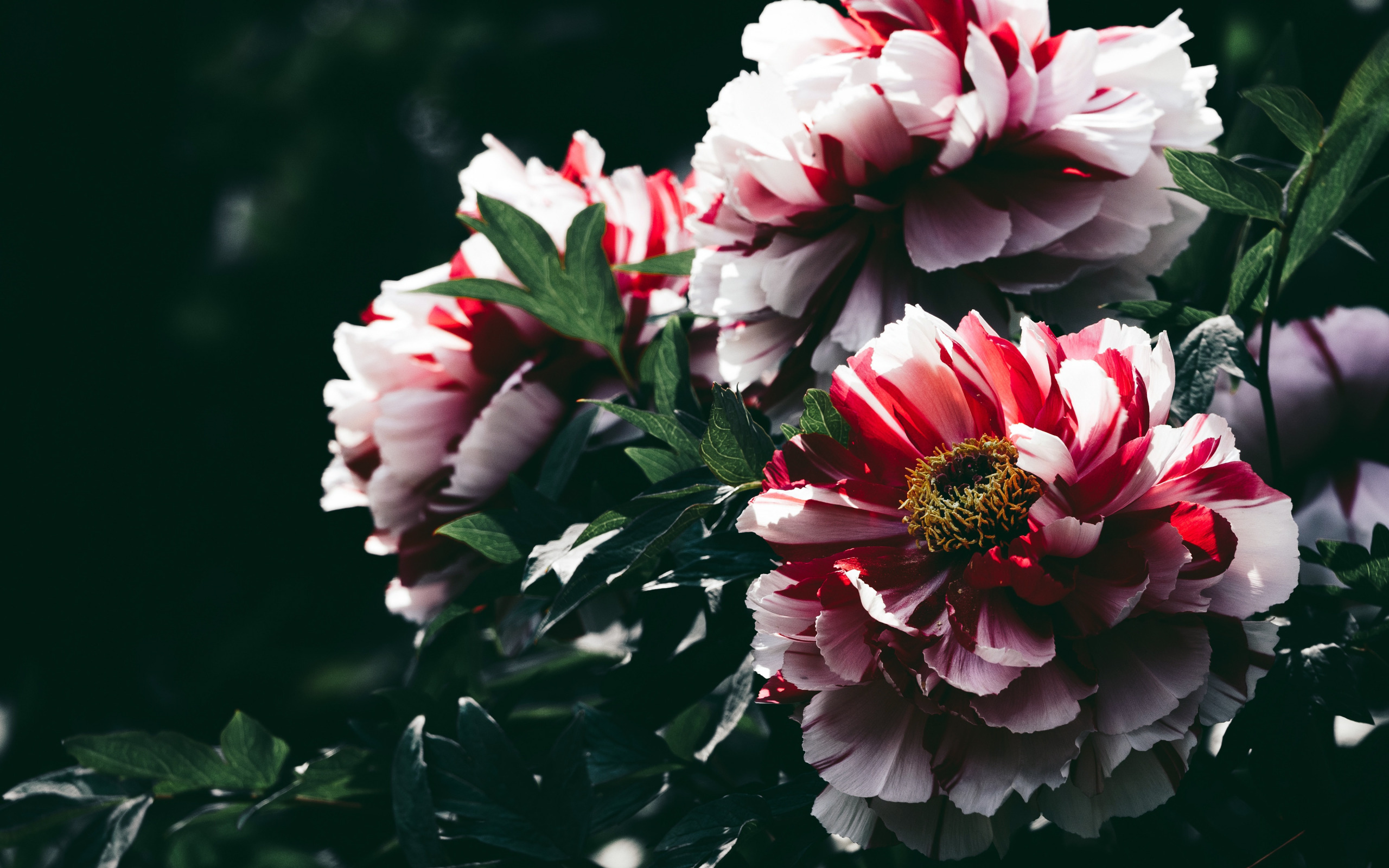 Пионы фото на рабочий стол Download wallpaper leaves, flowers, close-up, the dark background, Bush, peonies