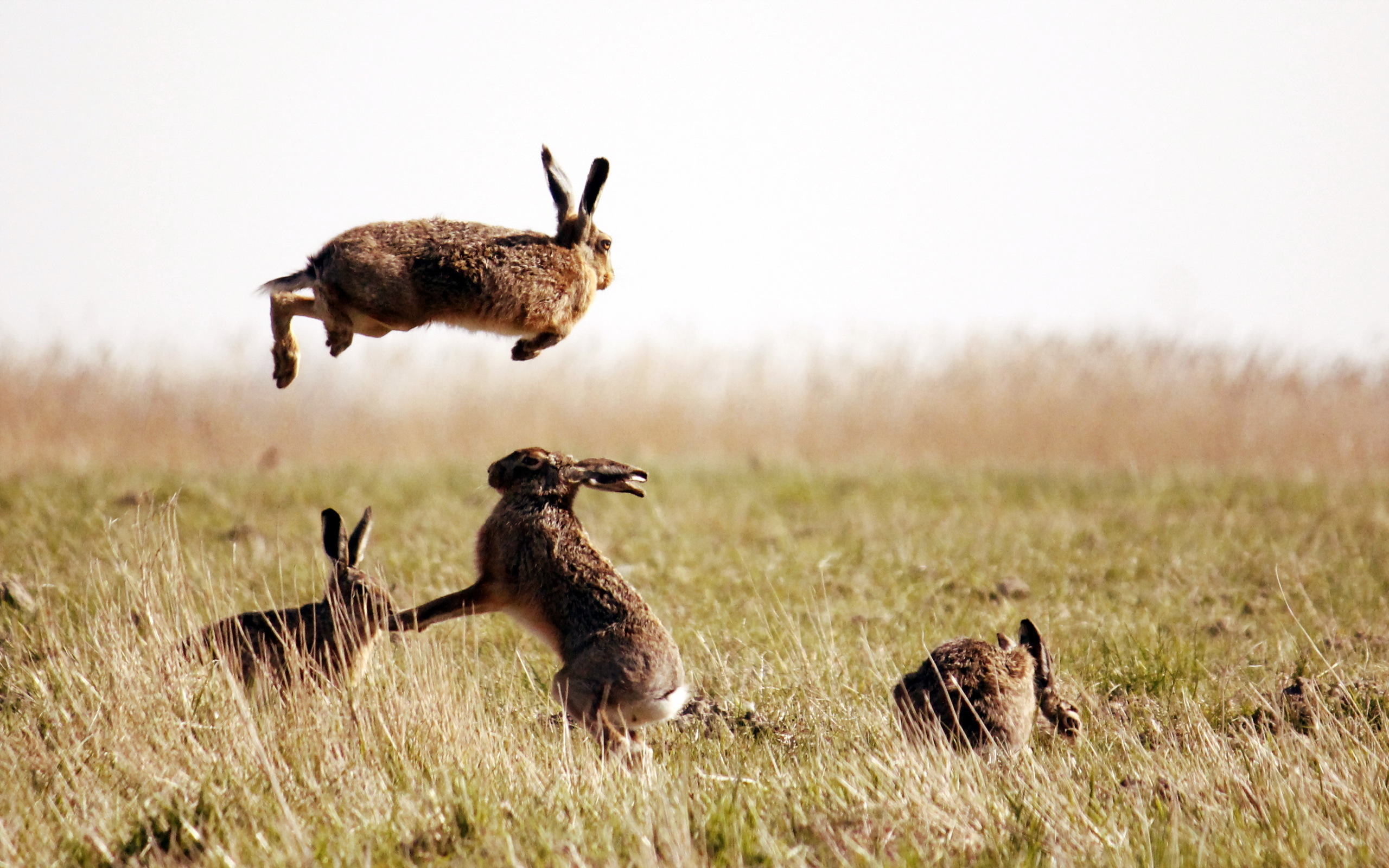 Мире животных зайцы. Африканский саванный заяц. Заяц Русак в поле. Заяц в дикой природе. Заяц в прыжке.