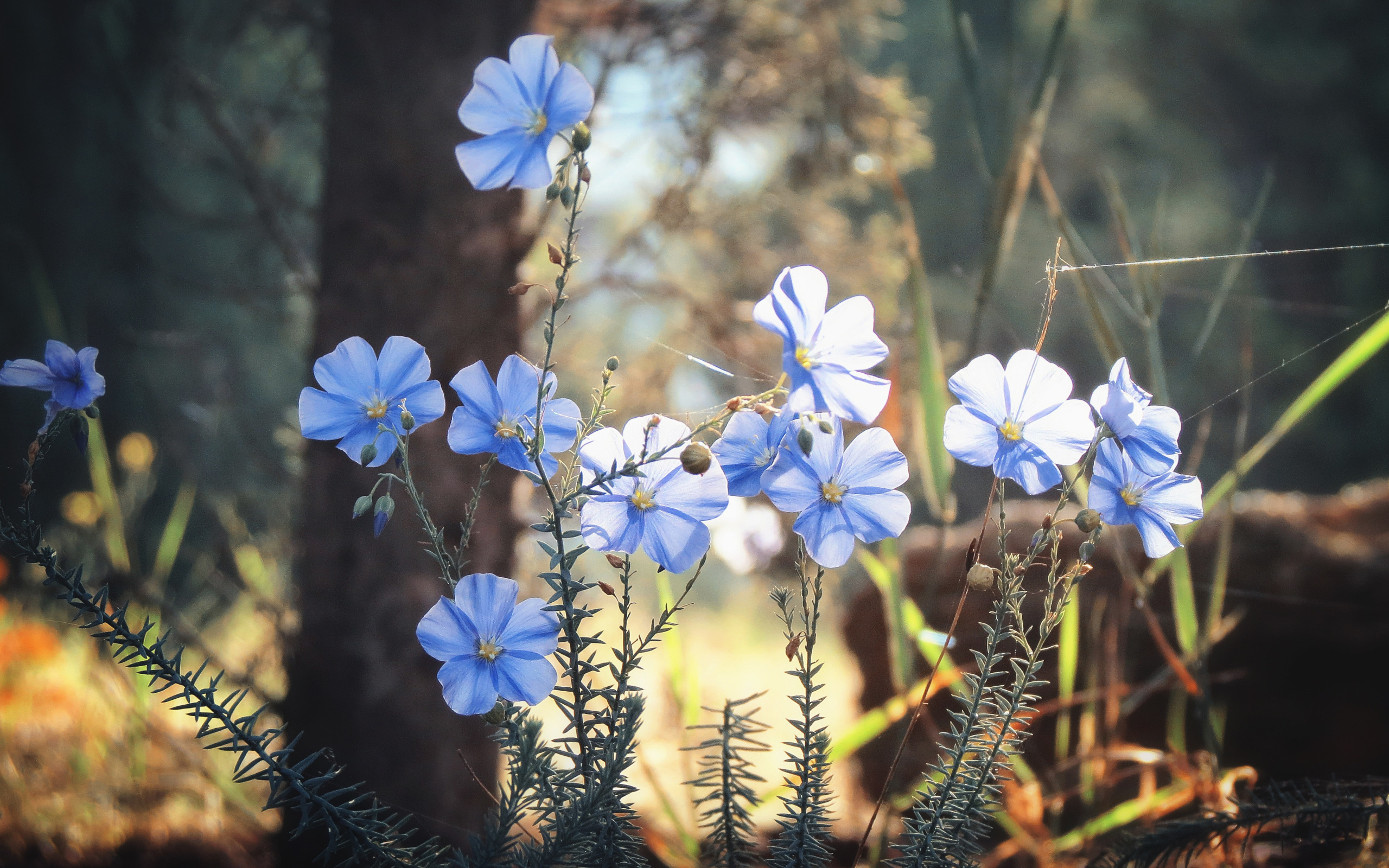 grass, flowers, petals, blue