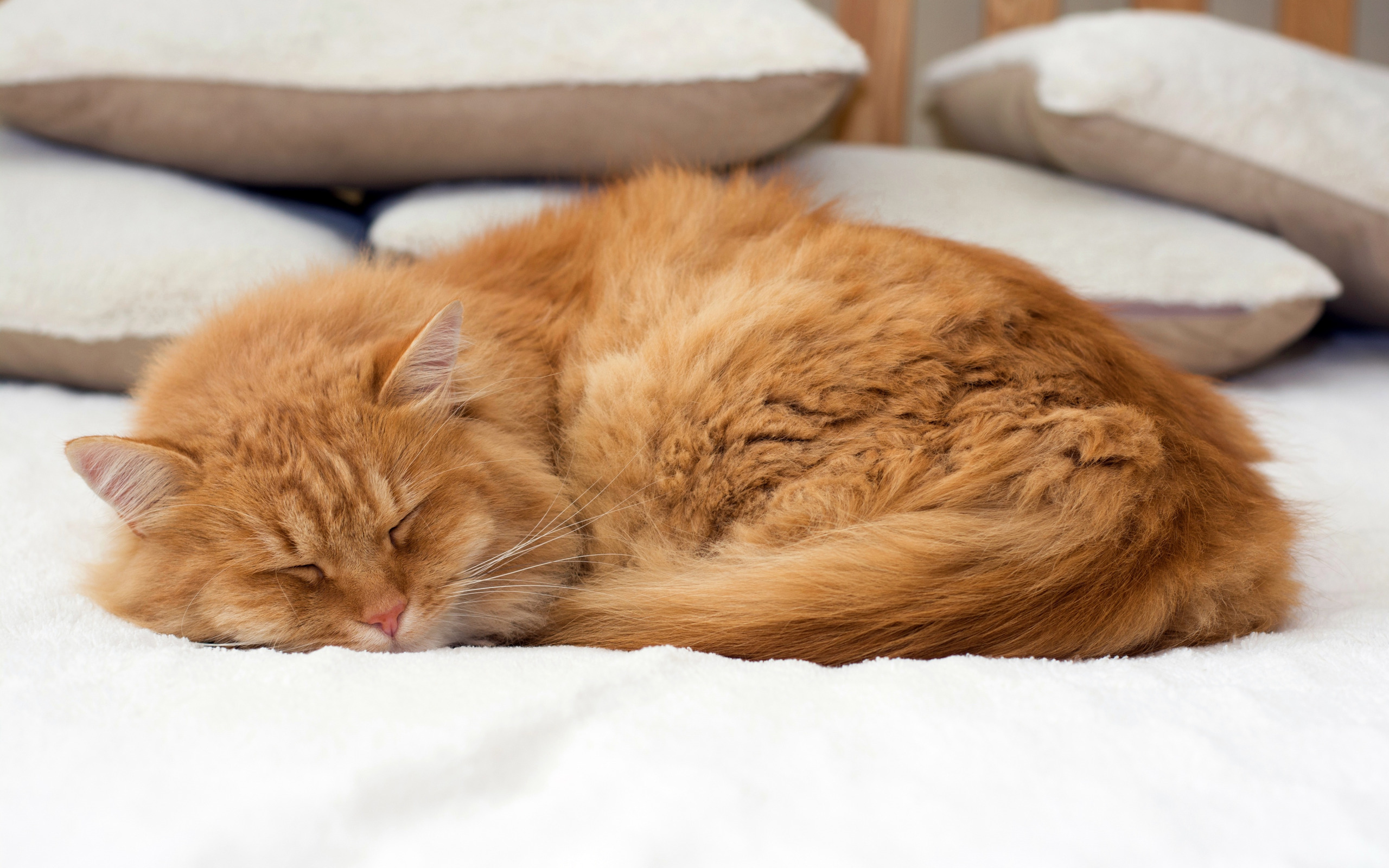 Включи видео cat nap. Спящий котик. Рыжий кот лежит. Спящий рыжий кот.