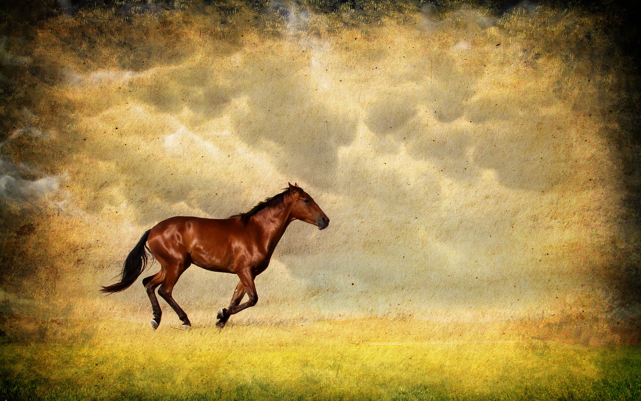 Лошадь красивые слова. Фон лошади. Обои на рабочий стол лошади. Картинки лошадей. Фон кони.