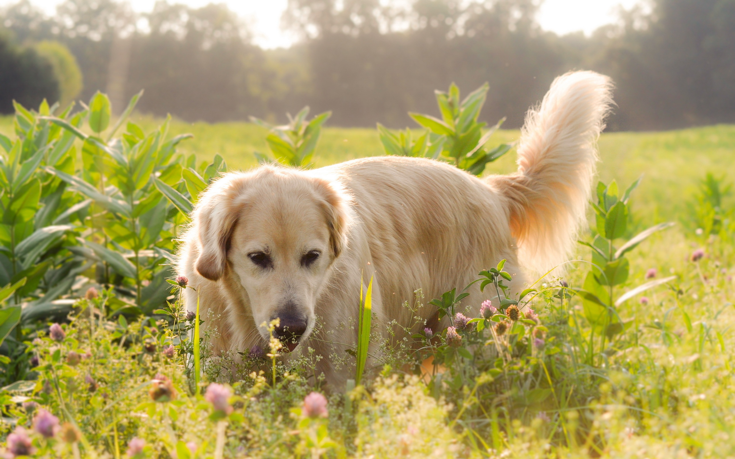 Dog light