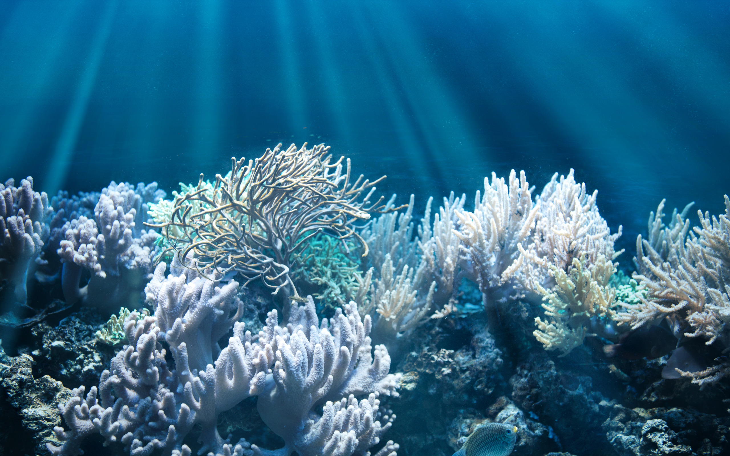 Underwater coral. Кораллы в Тайланде. Коралл Montastraea. Морские водоросли на рифе. Белый коралл Санго.