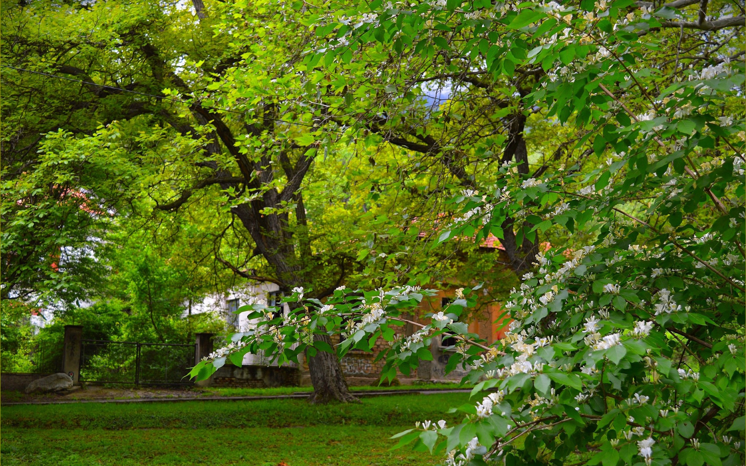 Tree Park Spring Download wallpaper trees, Park, spring, flowering, trees, park, spring ...