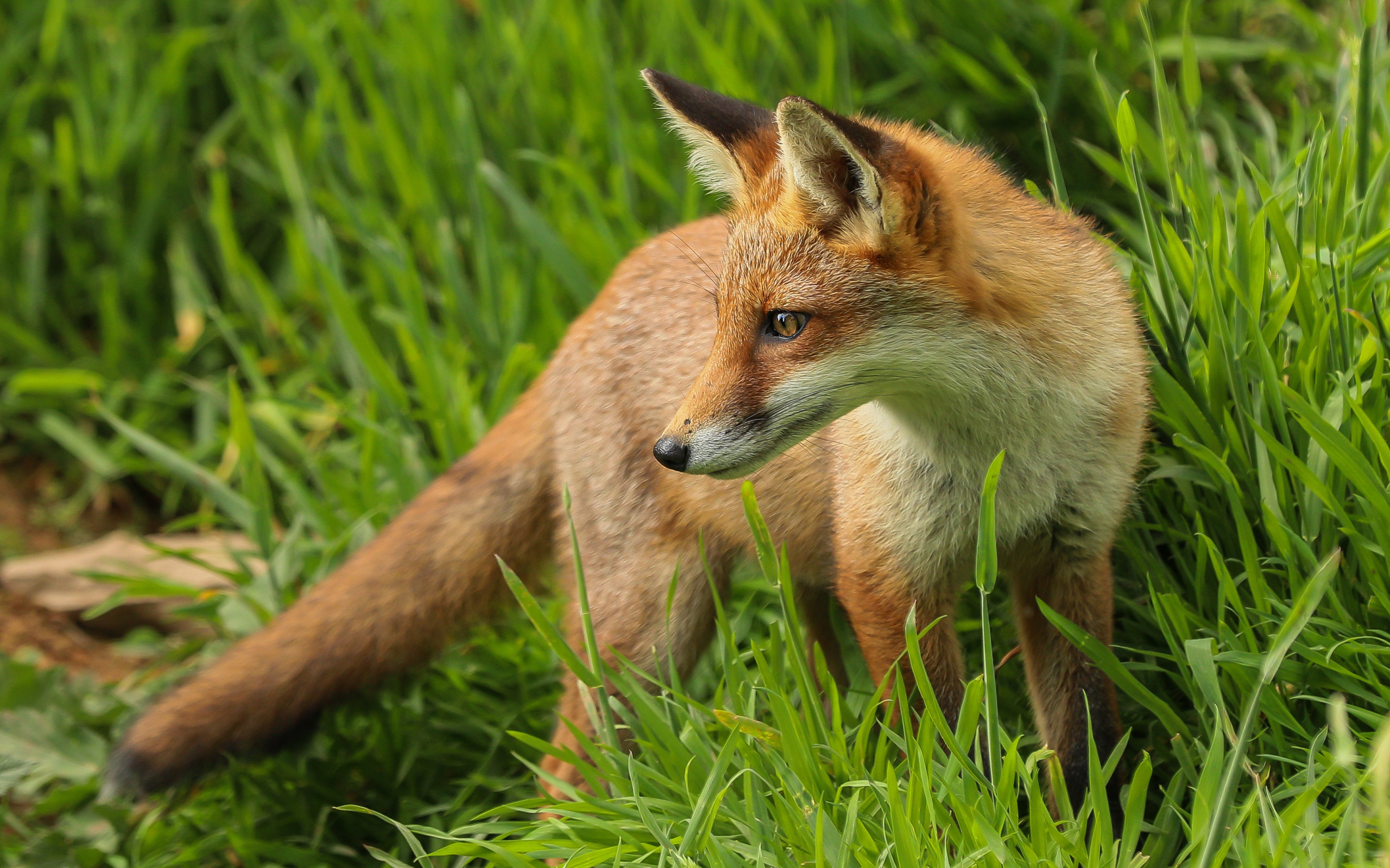 Fox look. Песчаная лиса. Позы лисы. Лиса в траве. Лиса обои.