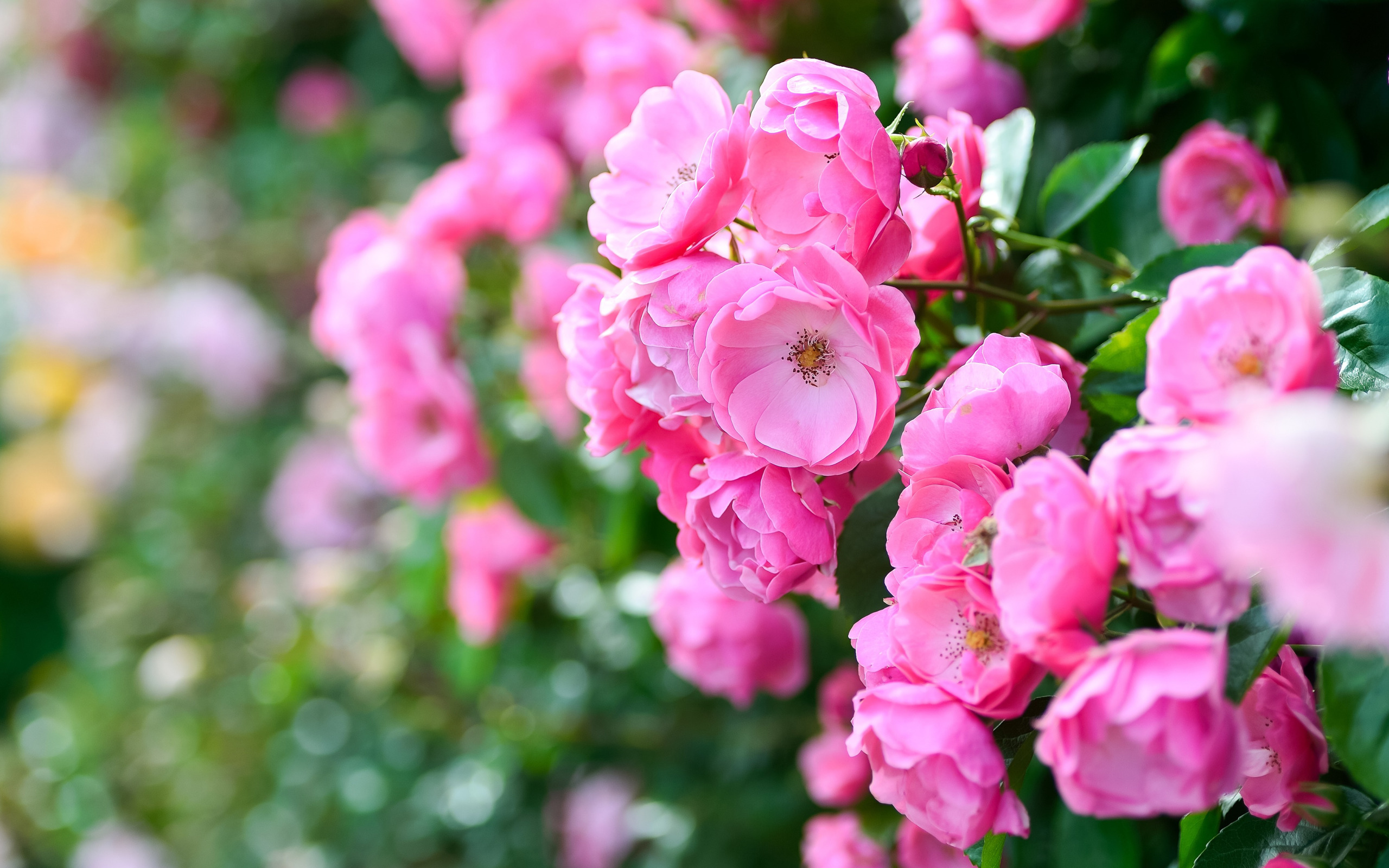 Красивый куст роз. Розы кустовые "розовая Долина".