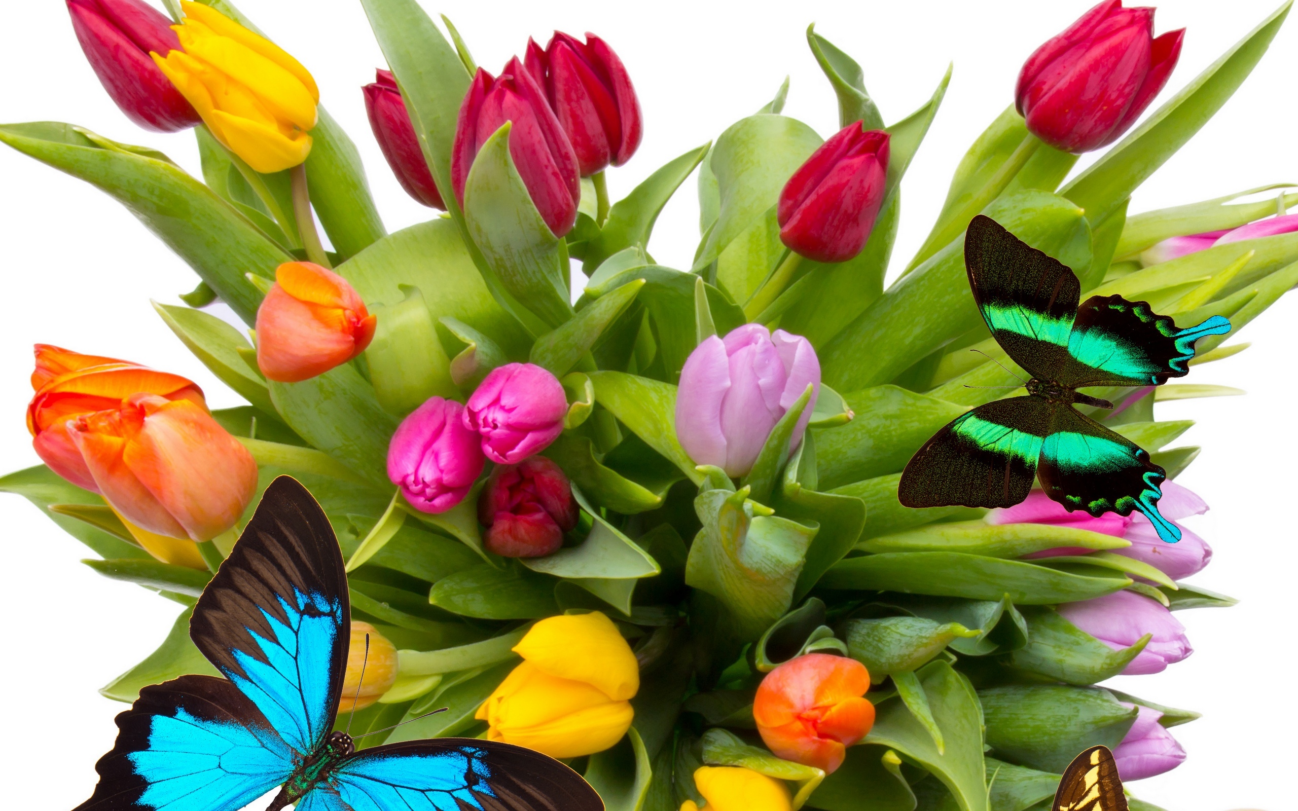 Живые бабочки с цветами. Красивый весенний букет. Бабочка на цветке. Яркие весенние цветы. Красивый букет весенних цветов.