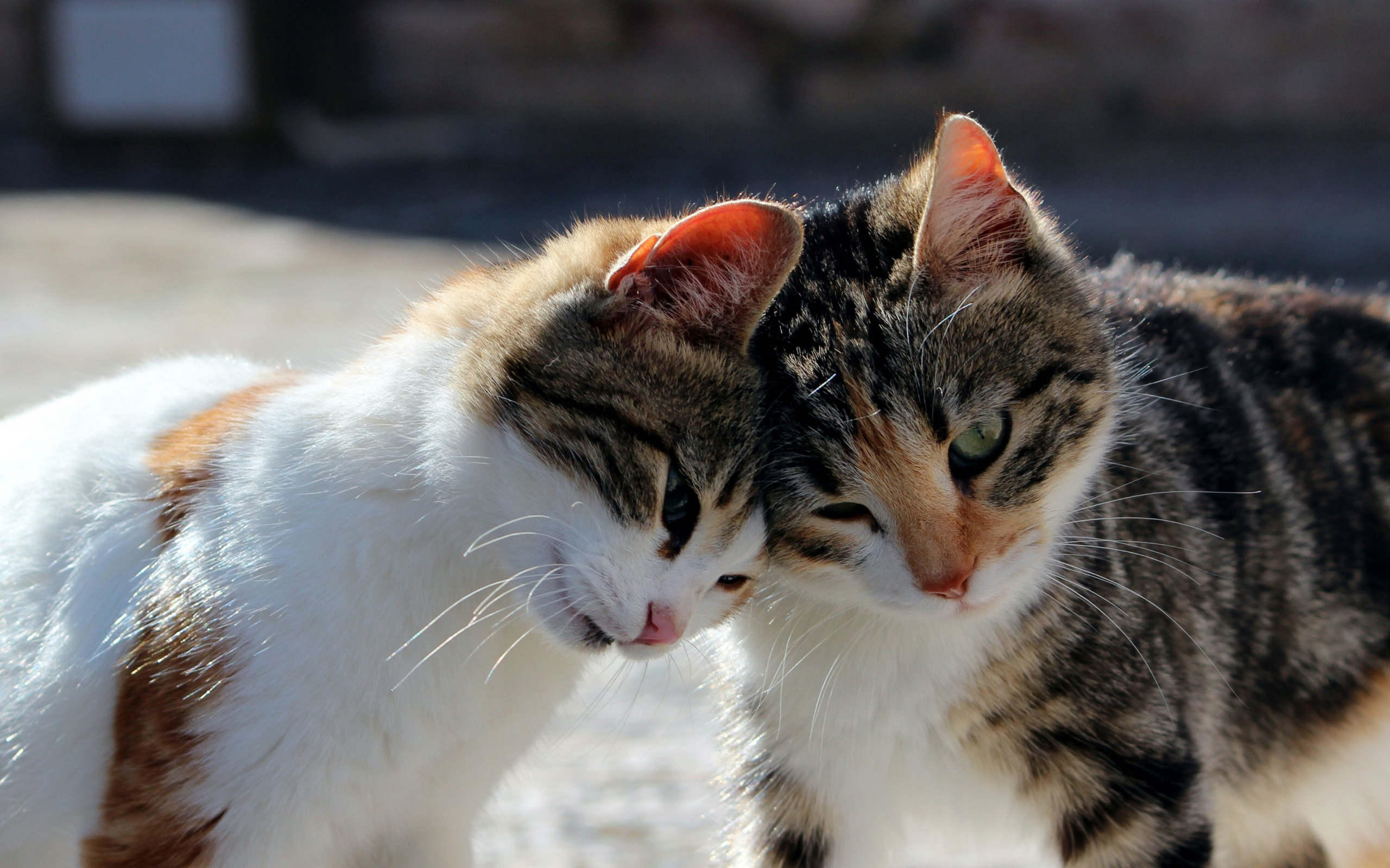 Кошки и котята улицы. Котики обнимашки. Два котика. Кошки любовь. Две кошки обнимаются.