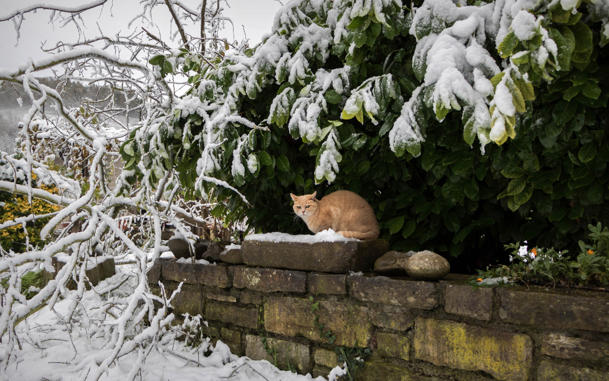 Как найти кота зимой. Найди кота зима. Как найти кота зимой. Игра найди кота. Бездомные коты зимой.