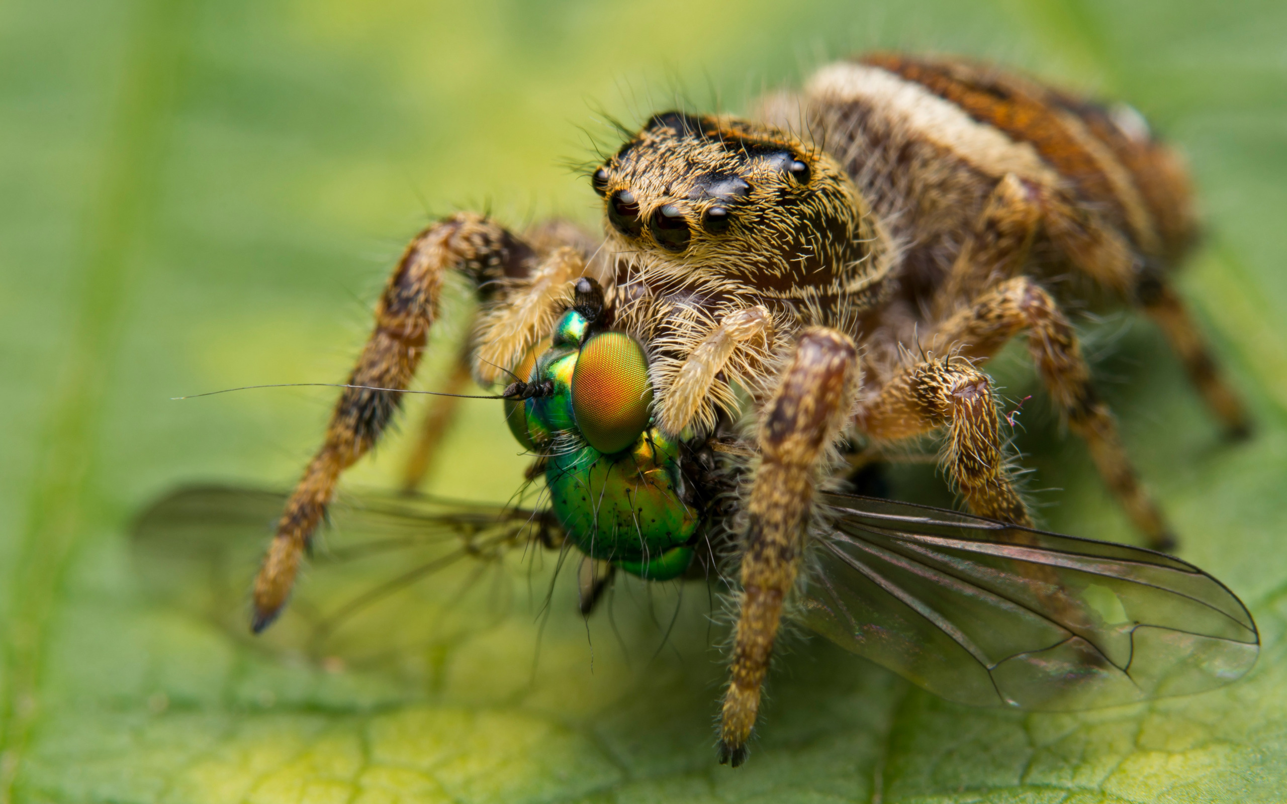 Spider mine. Паук скакун самка. Паук скакун зеленый. Изумрудные пауки-скакуны. Паук изумрудный прыгун.