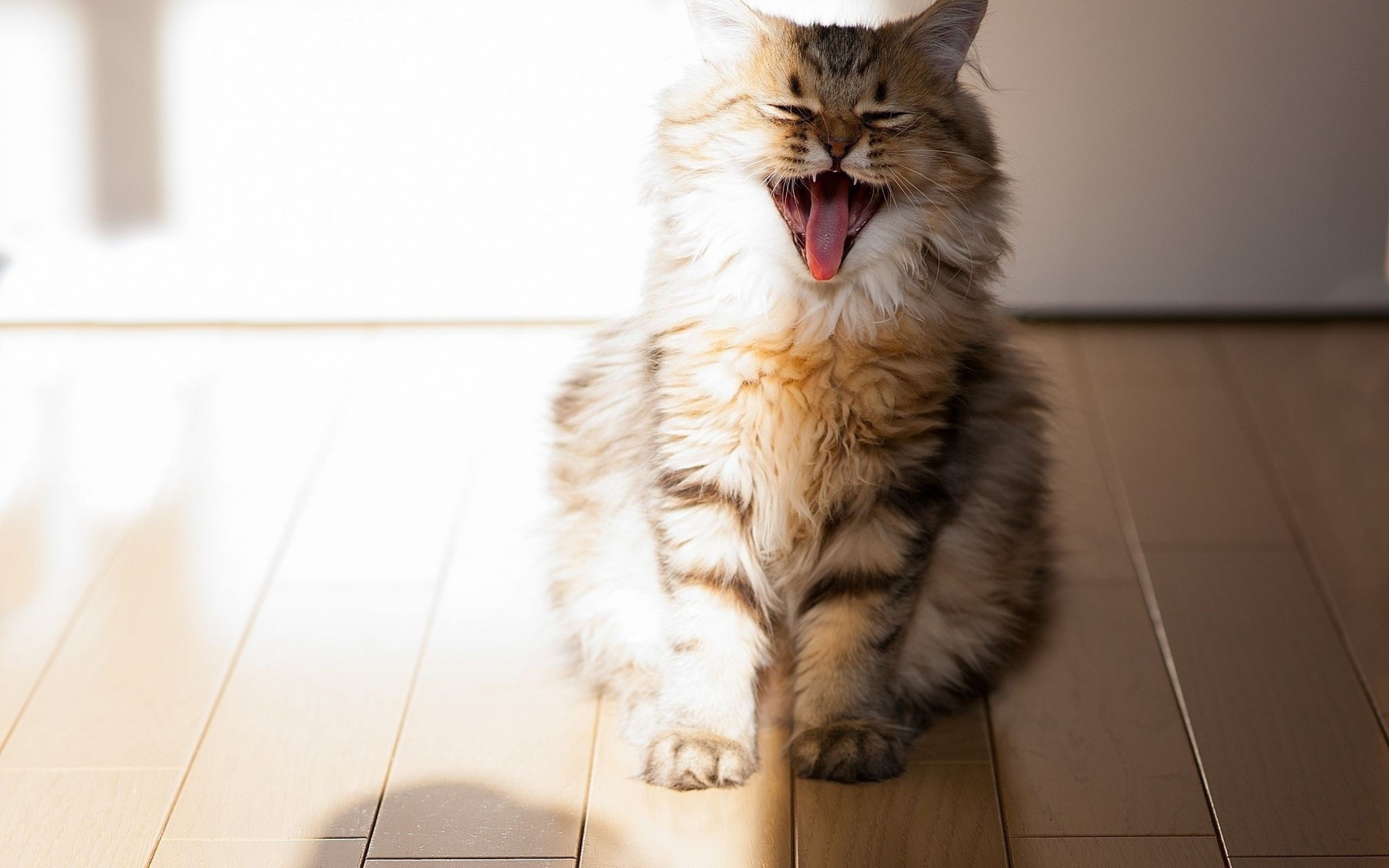 Дом счастливых кошек. Счастливый кот. Радостный кот. Забавные кошки. Счастливая кошка.